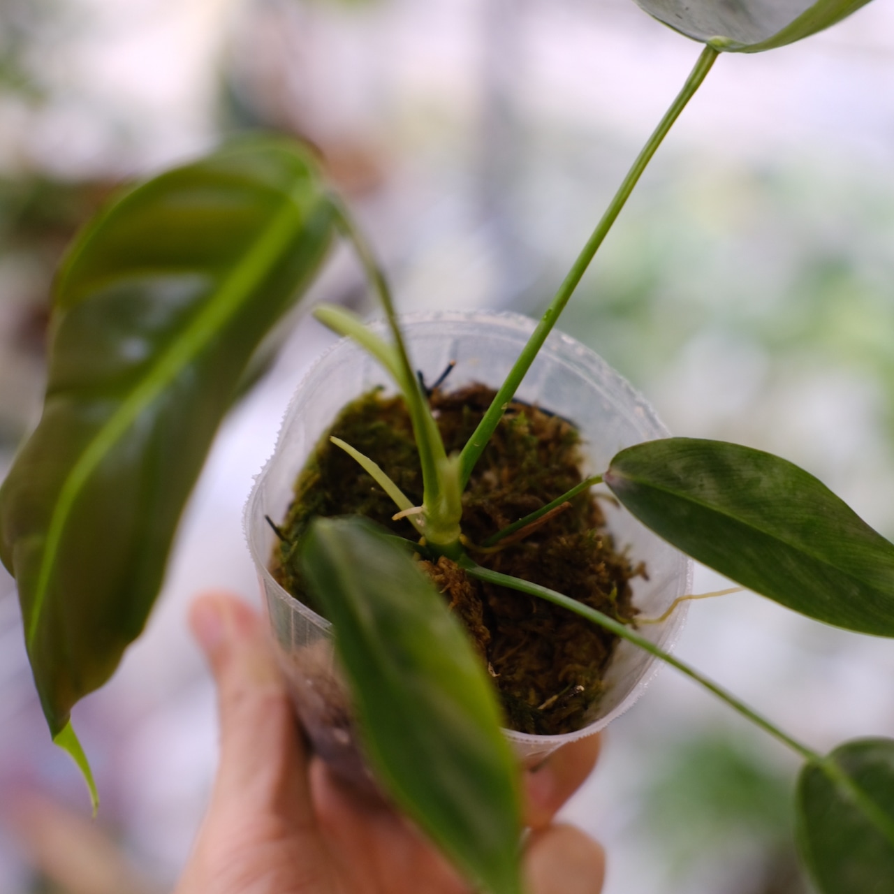 フィロデンドロン パトリシアエ / Philodendron patriciae⑦ / 観葉植物