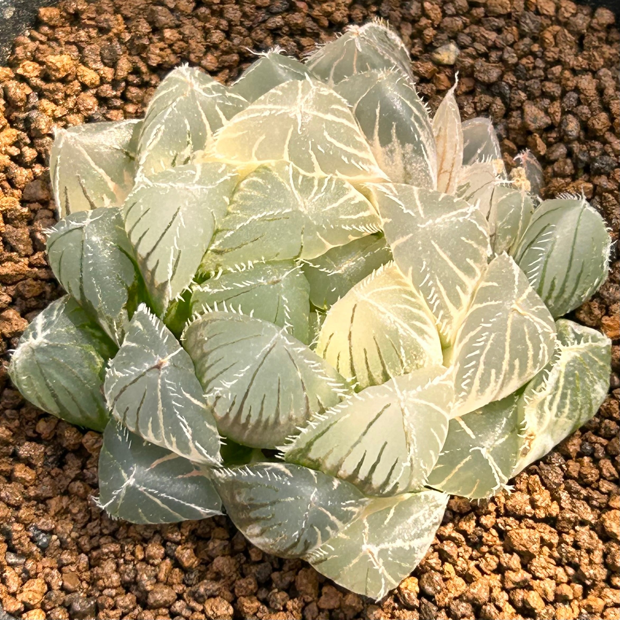 T) レッドレンズ オブツーサ錦 ハオルチア | RuPo 多肉植物専門店
