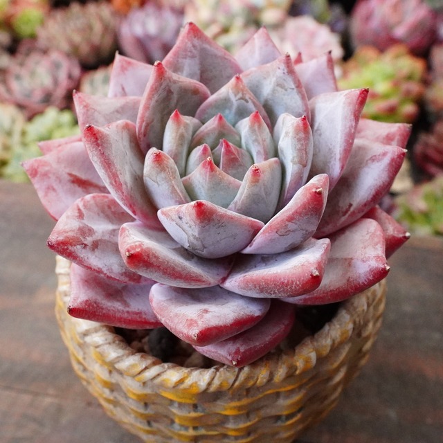 ※再入荷※【ブルーバード 】エケベリア　韓国多肉　ブルーピンク