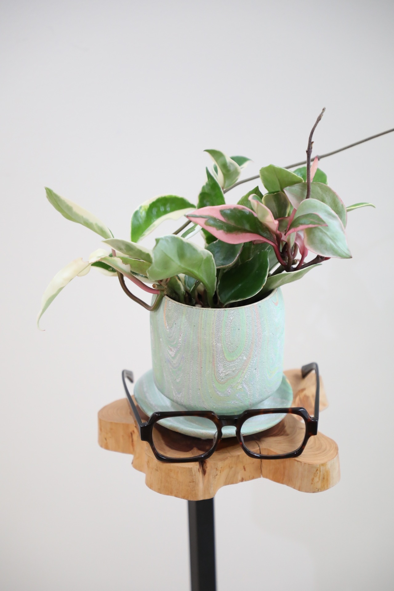 【S】ホヤ リップカラー/Hoya　※陶器鉢付き