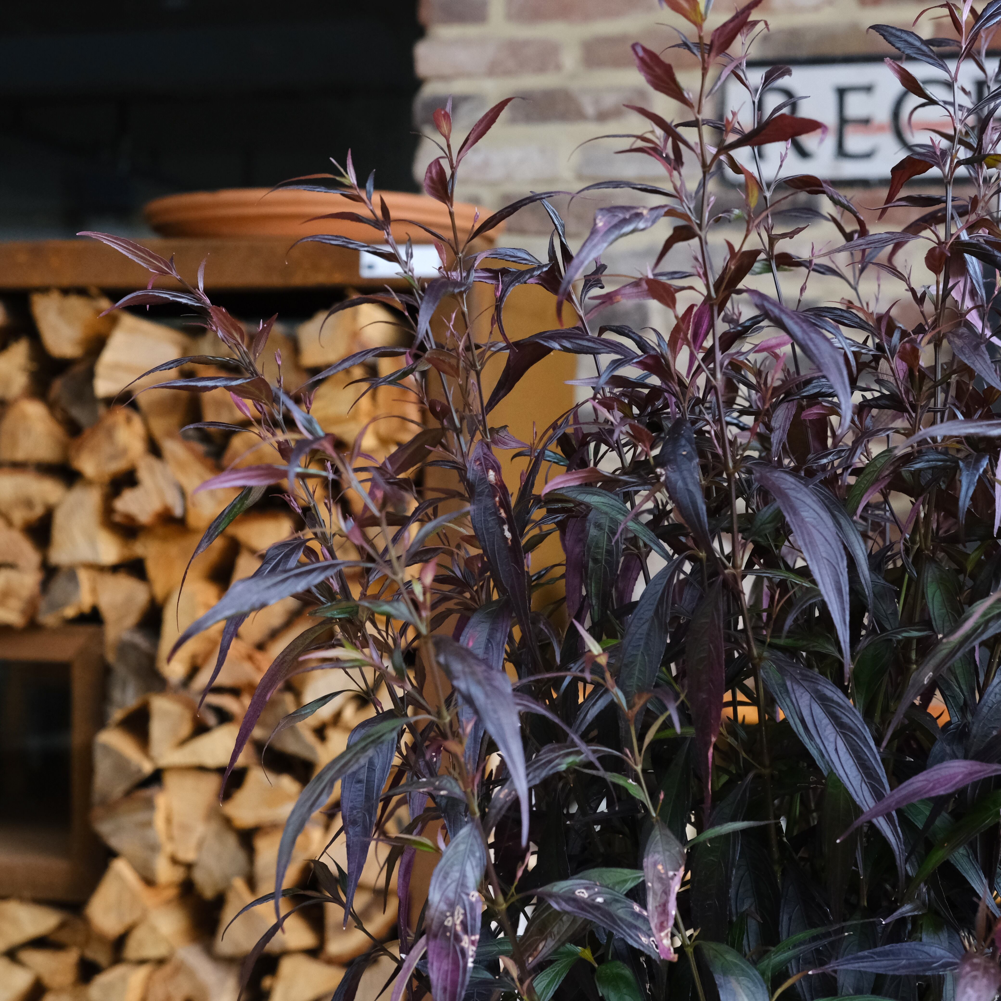 ストロビランテス《 ブルネッティ 》 7号鉢 | グリーンギャラリー