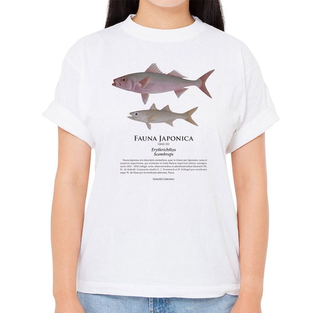 【ハチビキ・ムツ】シーボルトコレクション魚譜Tシャツ（高解像・昇華プリント）