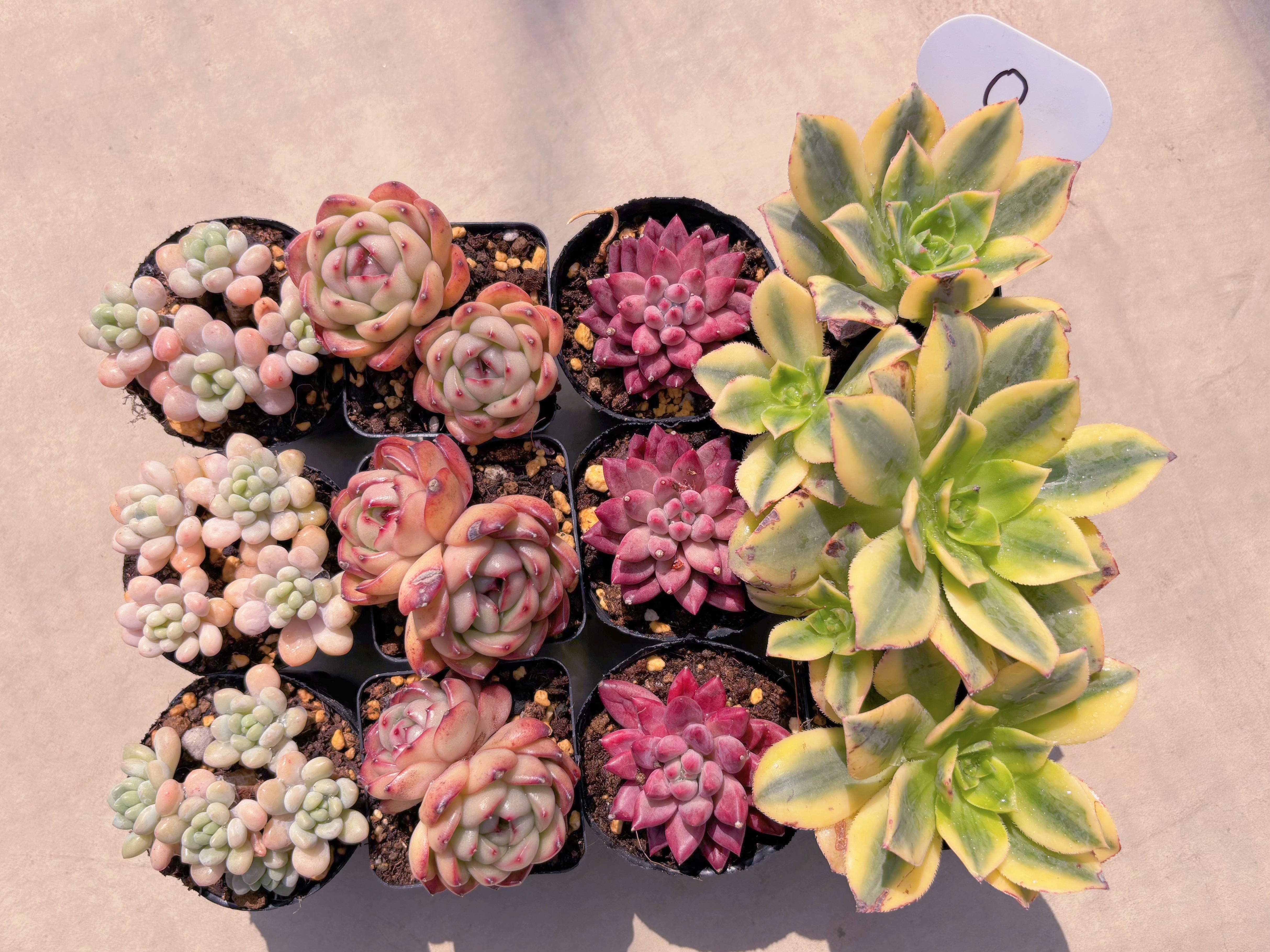 BASE販売会セットO