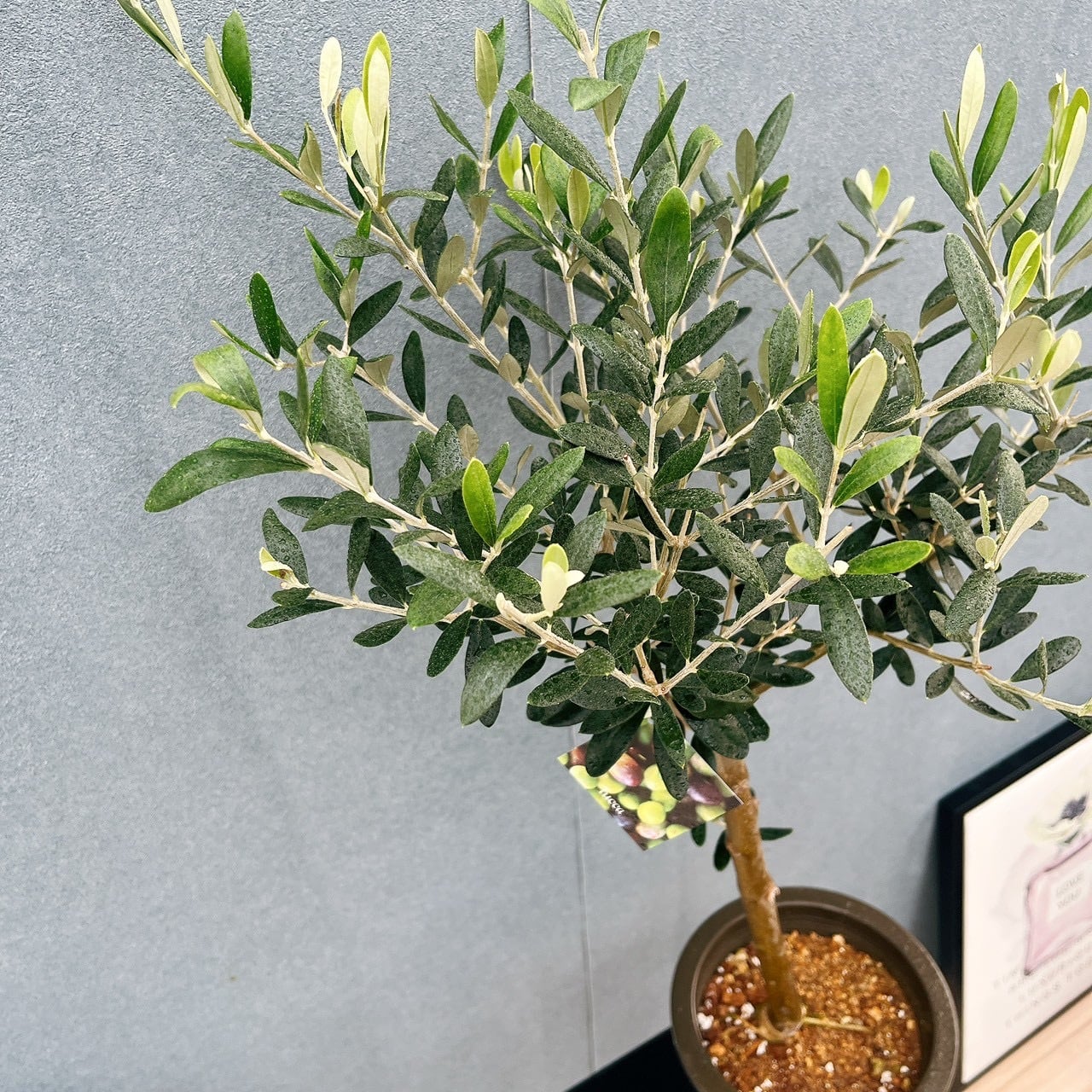 現品］93番 創樹 オリーブ ルッカ 6号 観葉植物 大型 屋外 オリーブの