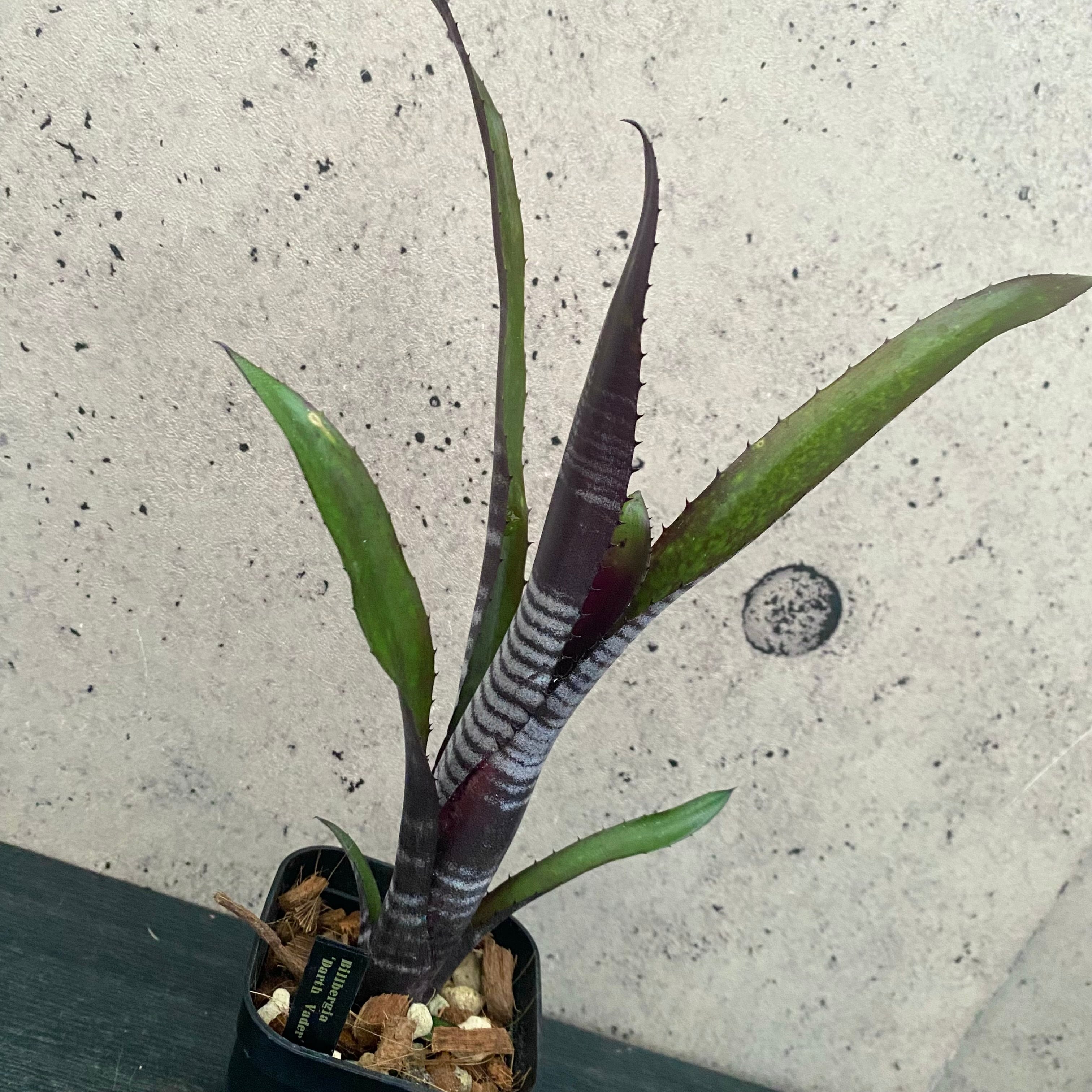 タンクブロメリア | Planet Plants プラネットプランツ