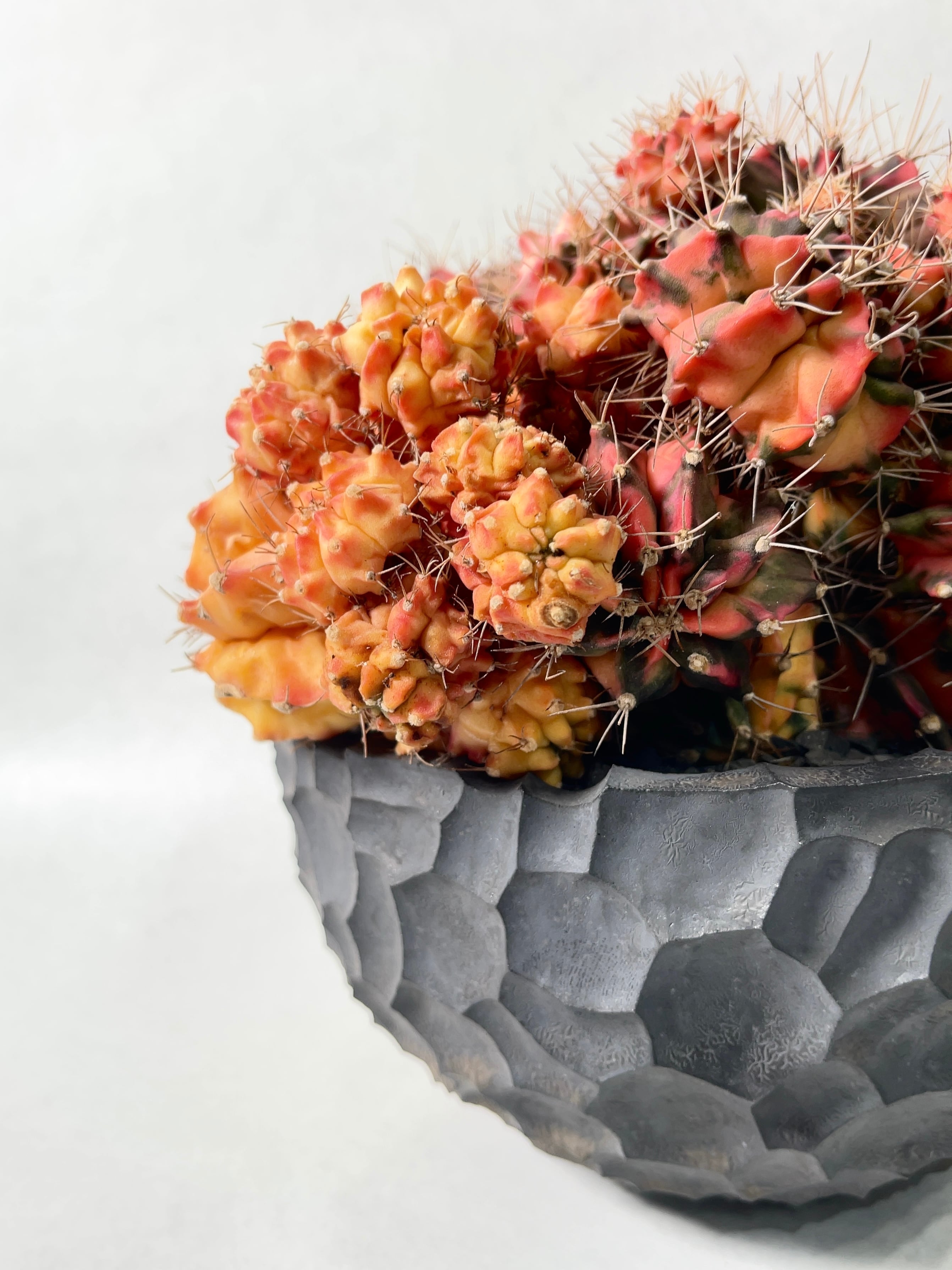 多肉植物　ギムノカリキウム　翠晃冠錦　発根済み 現品お届け】ギムノカリキウム 翠晃冠錦（すいこうかんにしき）5号浅鉢