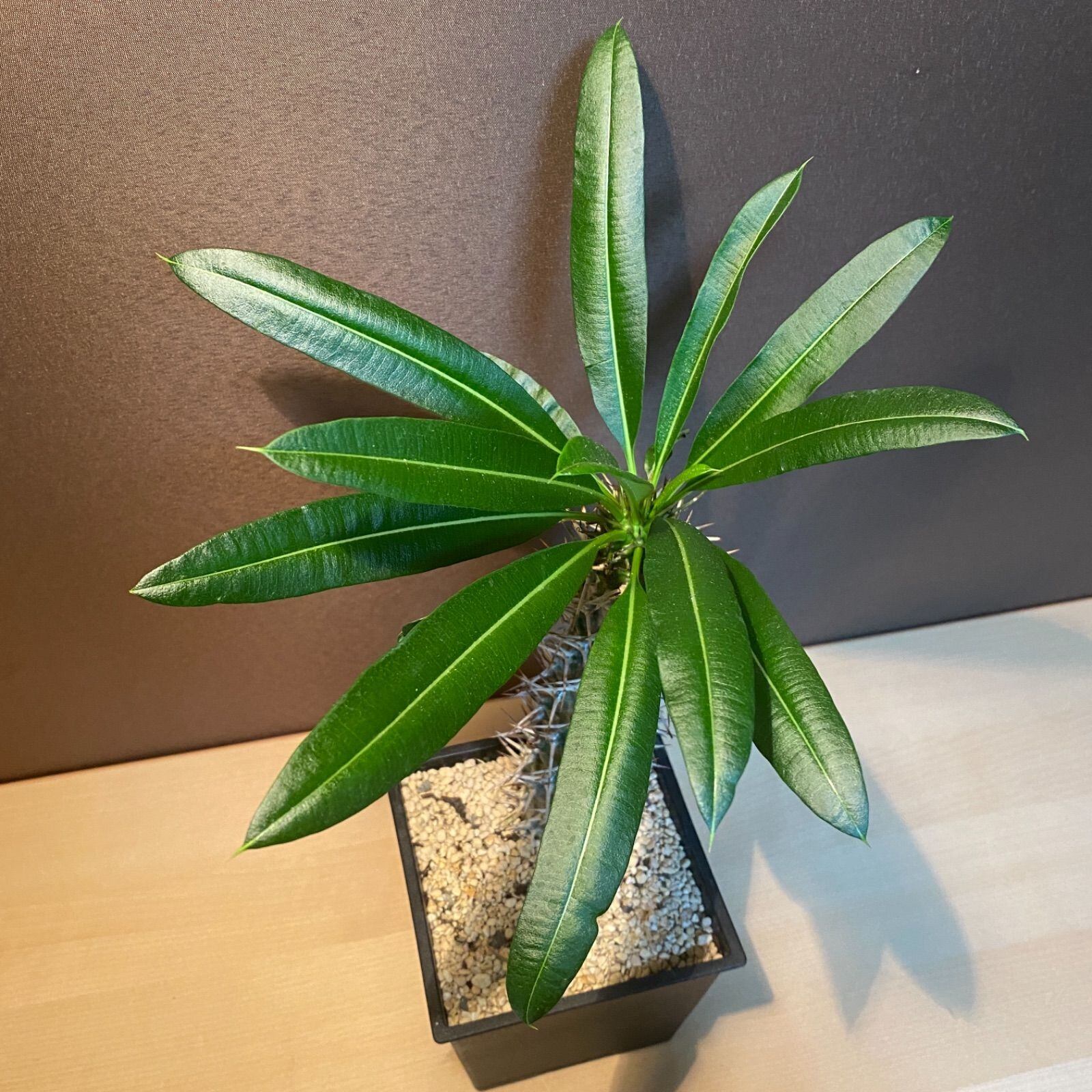 パキポディウム ラメレイ コーデックス 塊根植物 ラメリー 5寸鉢