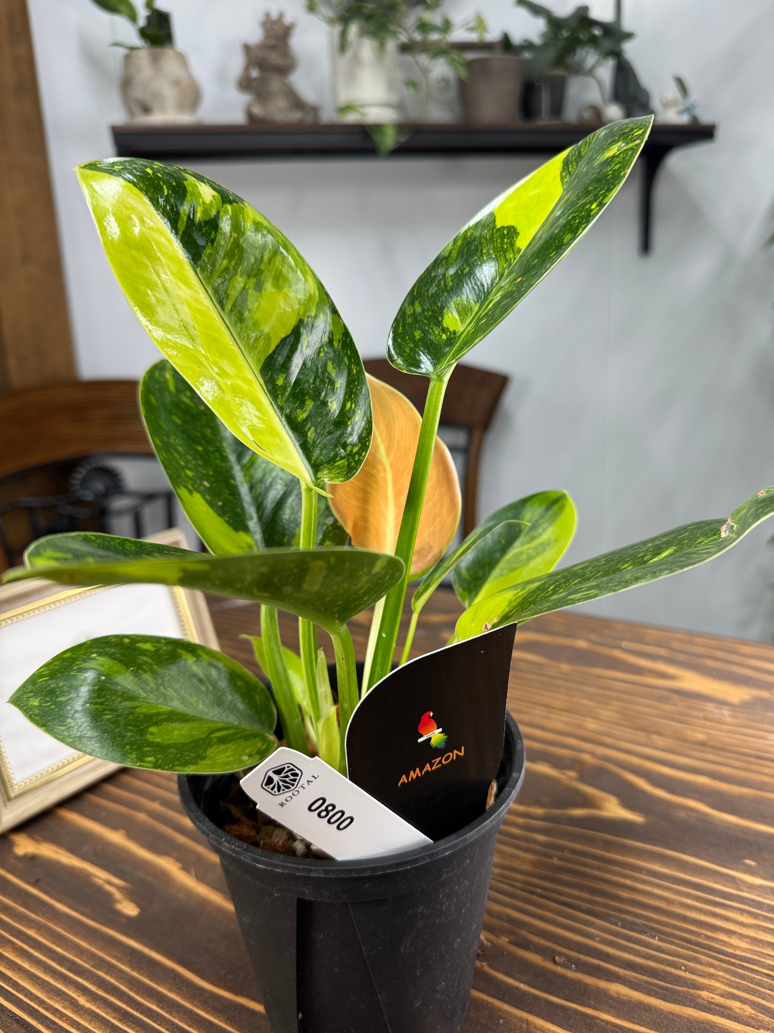 ☆800 【人気！】フィロデンドロン グリーンコンゴ | ROOTALPLANTS