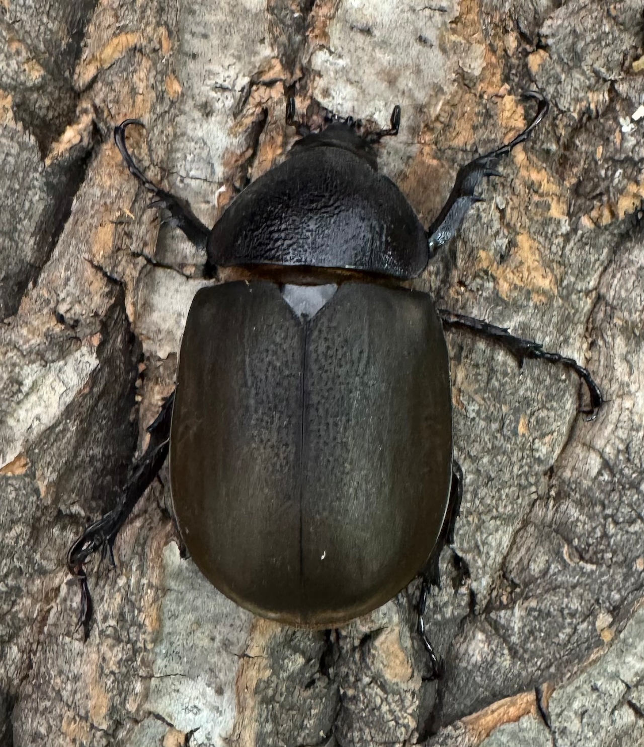 【WD】《ジャワコーカサスオオカブト 101mm ペア》