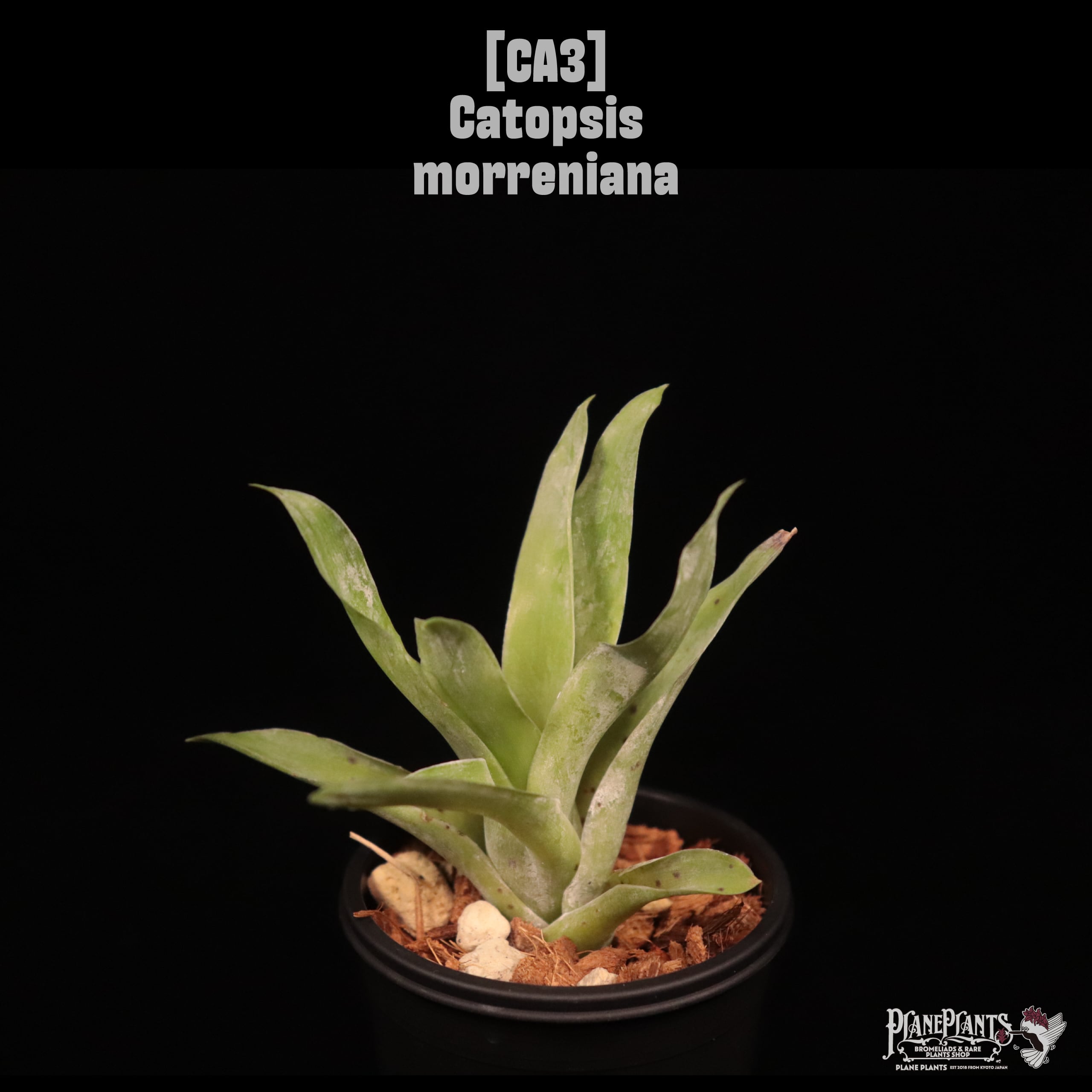 Catopsis morreniana〔カトプシス〕CA3