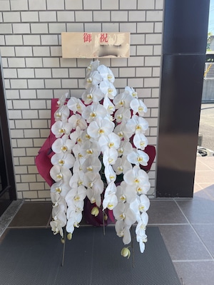 御祝胡蝶蘭(受注商品) Lサイズ
