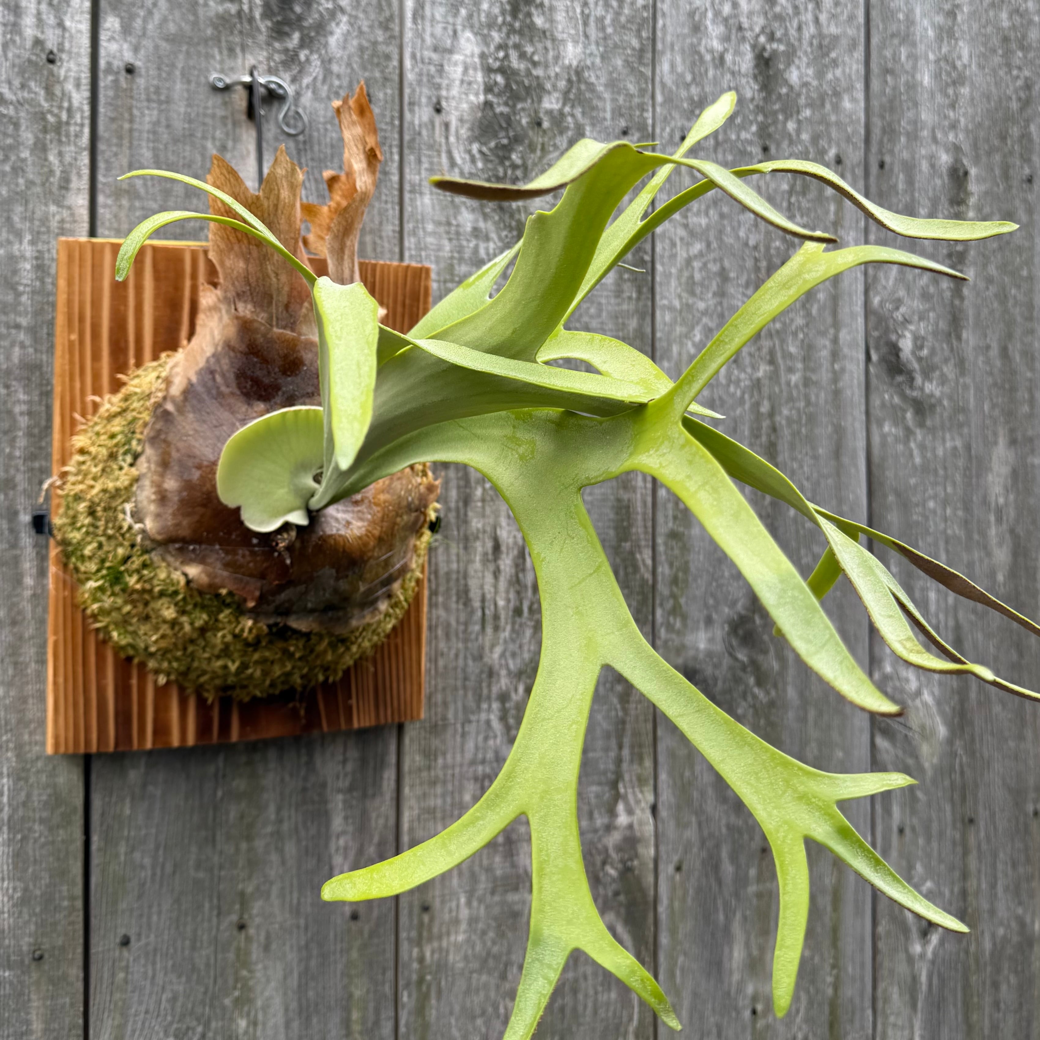 P. willinckii cv. Silvery Dwarf (pup) | naturefix