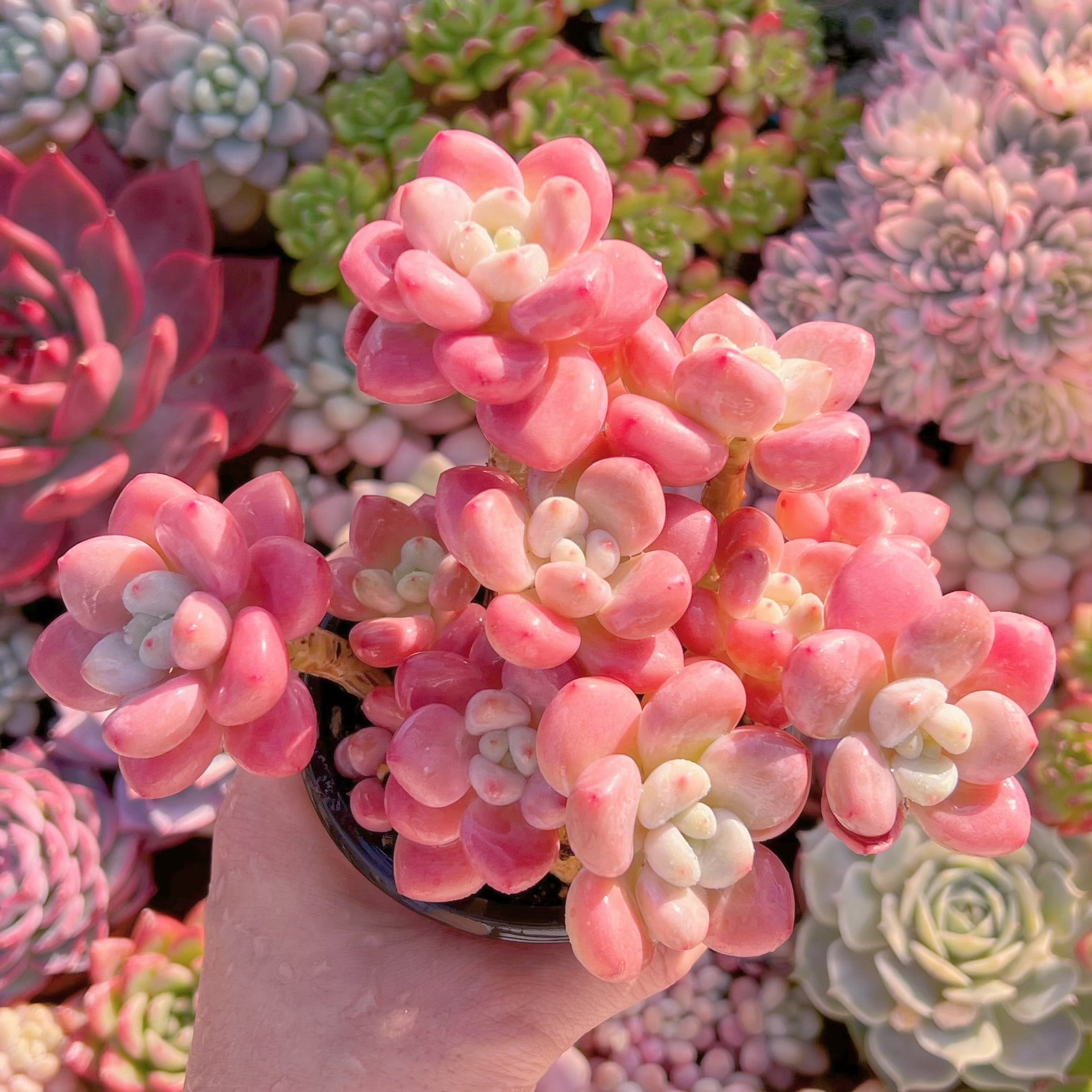 現品　マカロン#2185　新入荷　るる農園