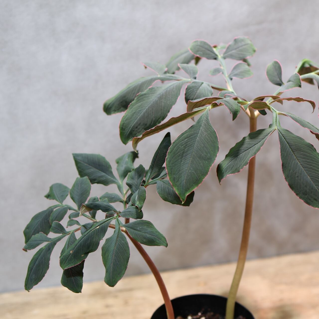333 怪植物の美『アモルフォファルス・アトロビリディス』観葉植物