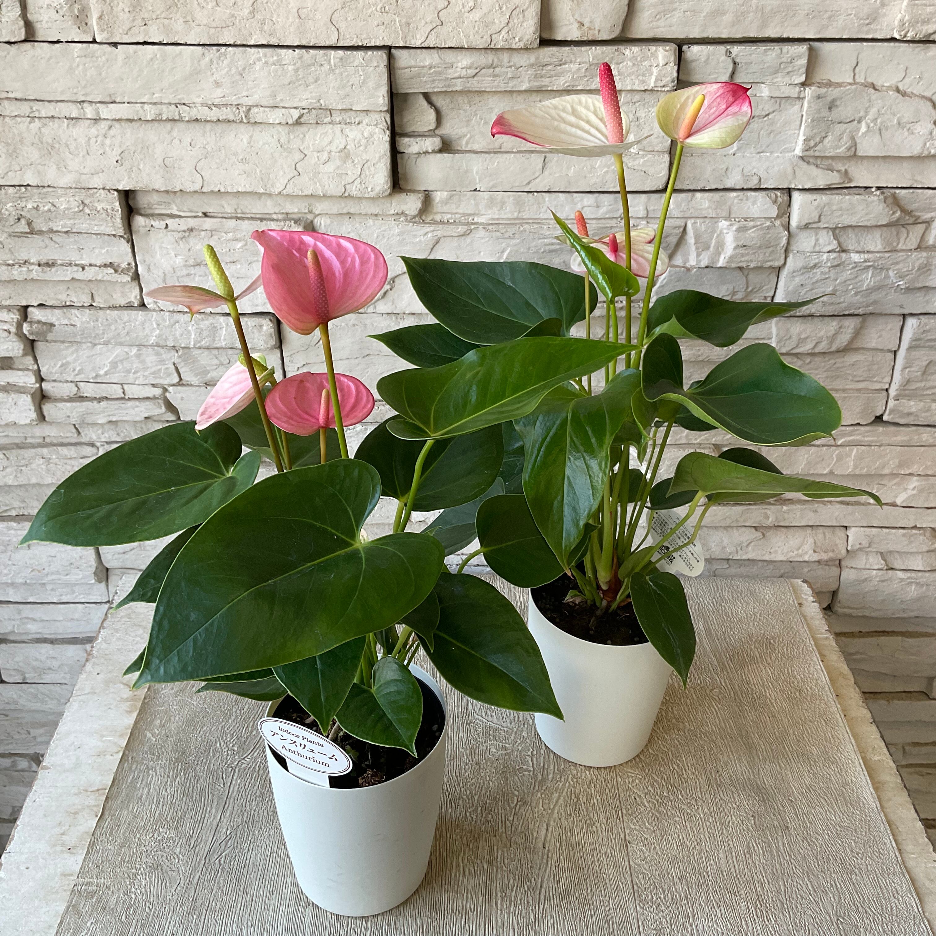 507円 超目玉枠 観葉植物 アンスリウム ミスティーク4号ポット