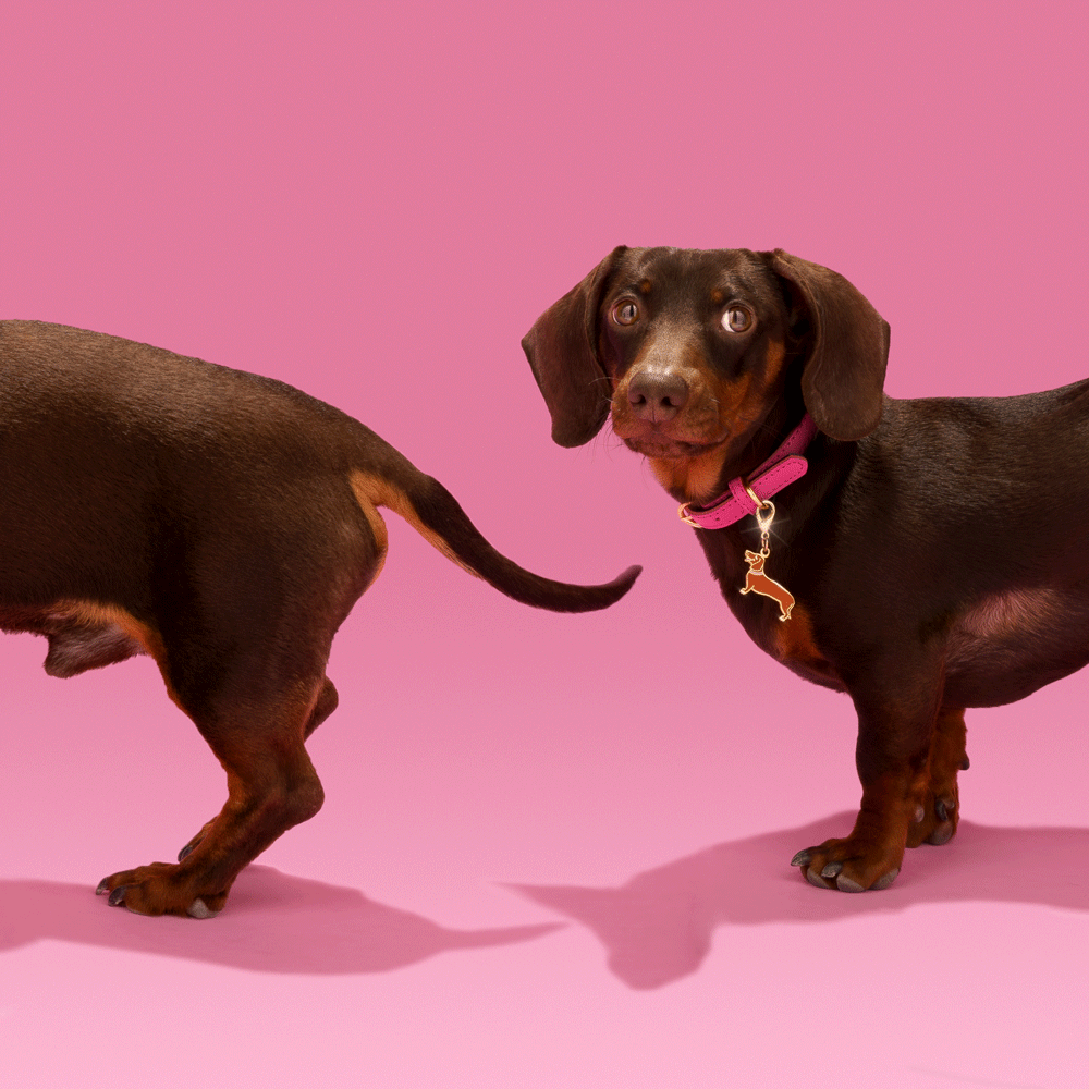 Coucou Suzette Dachshund Key Ring Pet Tag Pay ID coucou-suzette-dachshund-key-ring-pet-tag-pay-id