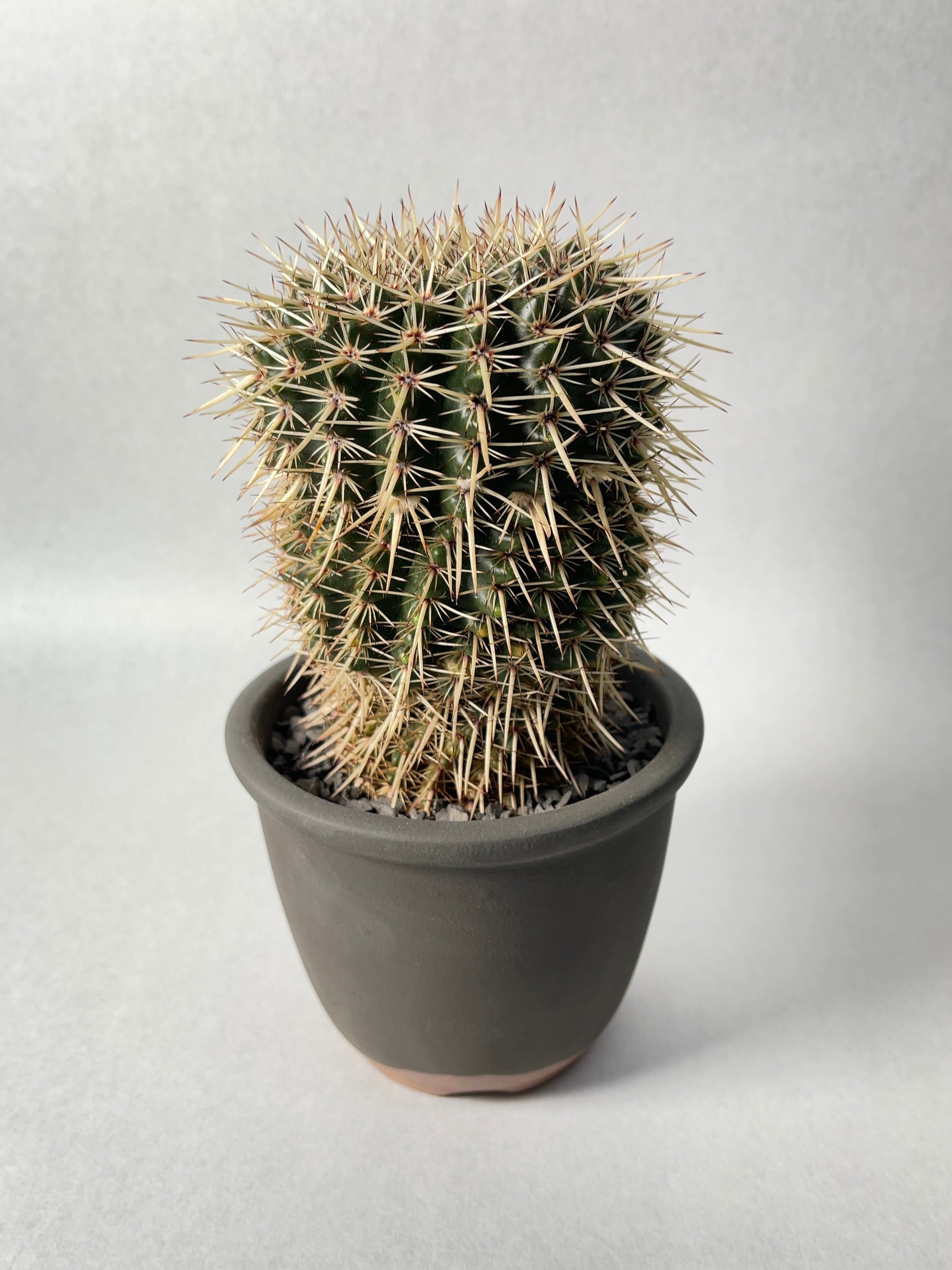 ノトカクタス・星の王子 | trigger