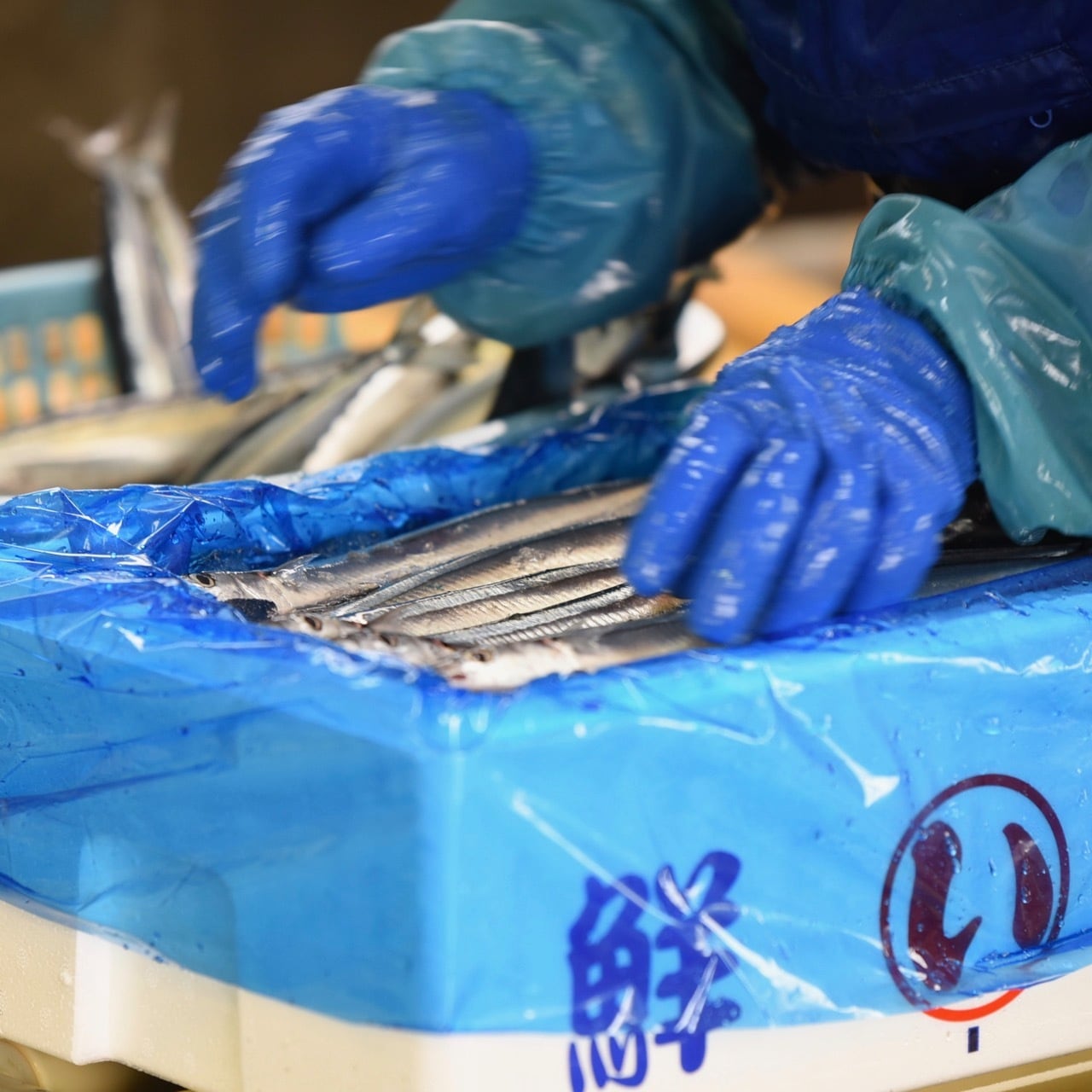 小名浜港水揚げ極上生さんま【第21権栄丸】11月10日（12尾入