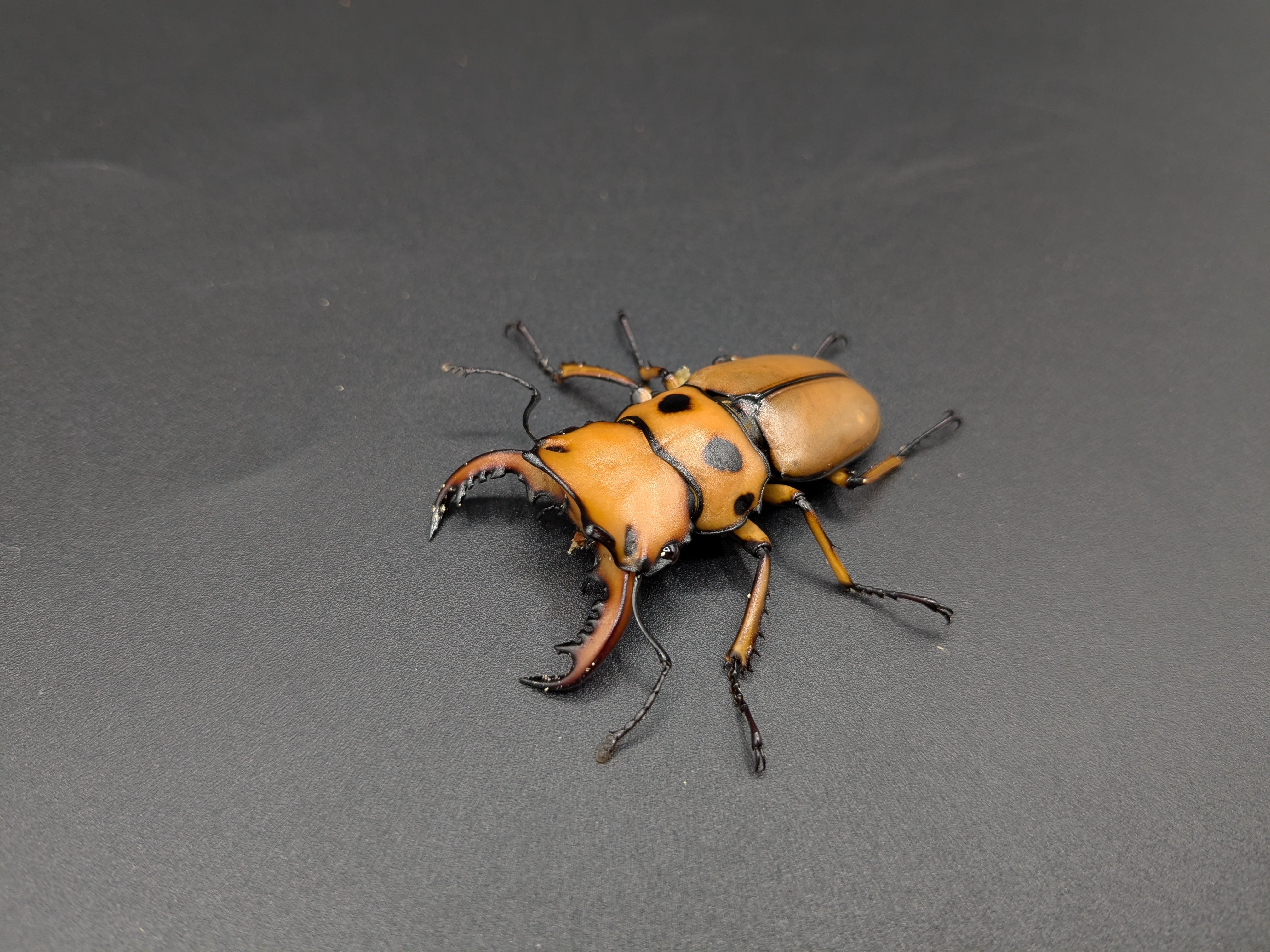 メリーメンガタクワガタ ♂47mm♀31mmペア