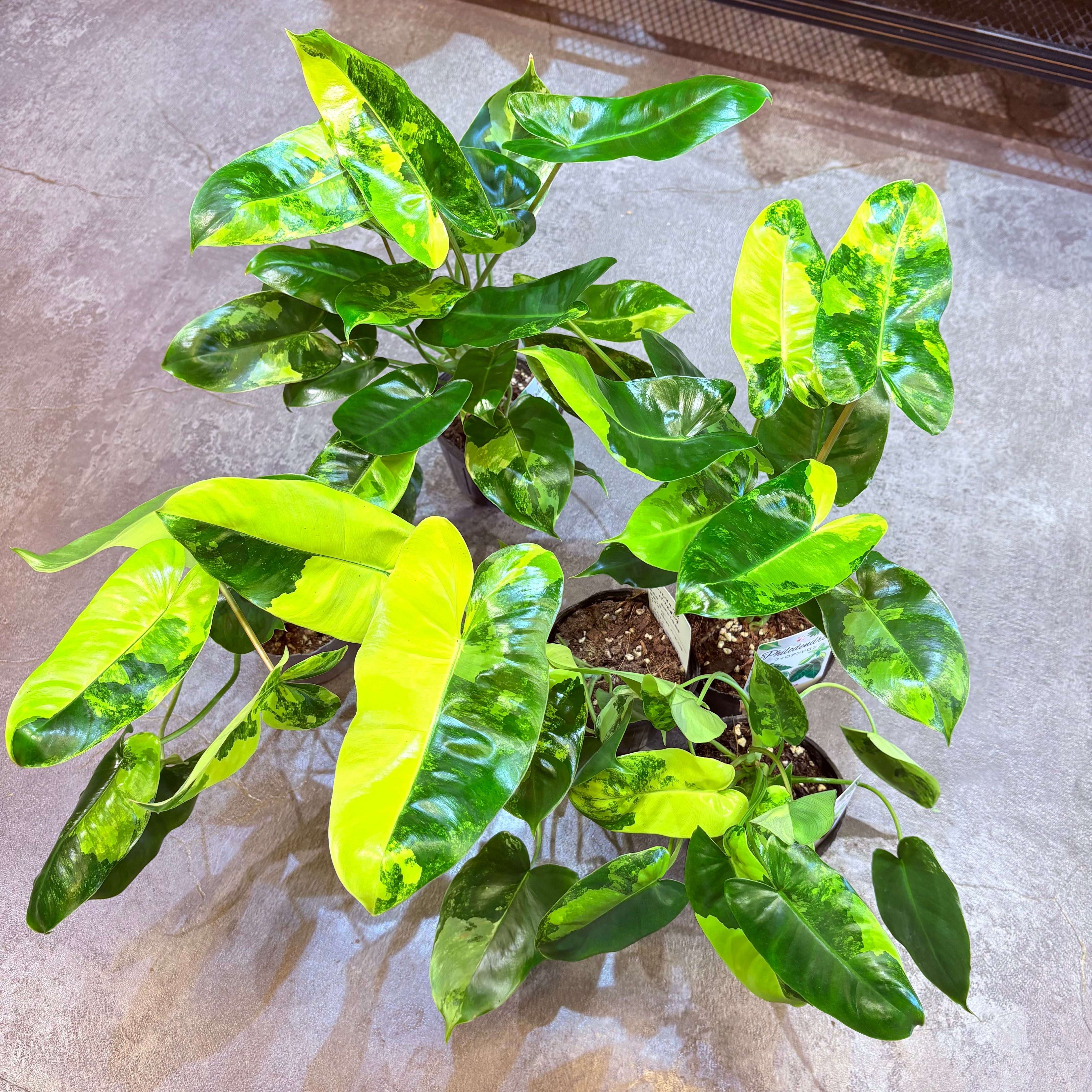 フィロデンドロン バールマルクス斑入り 3.5号 | Green Vibes 宇都宮市