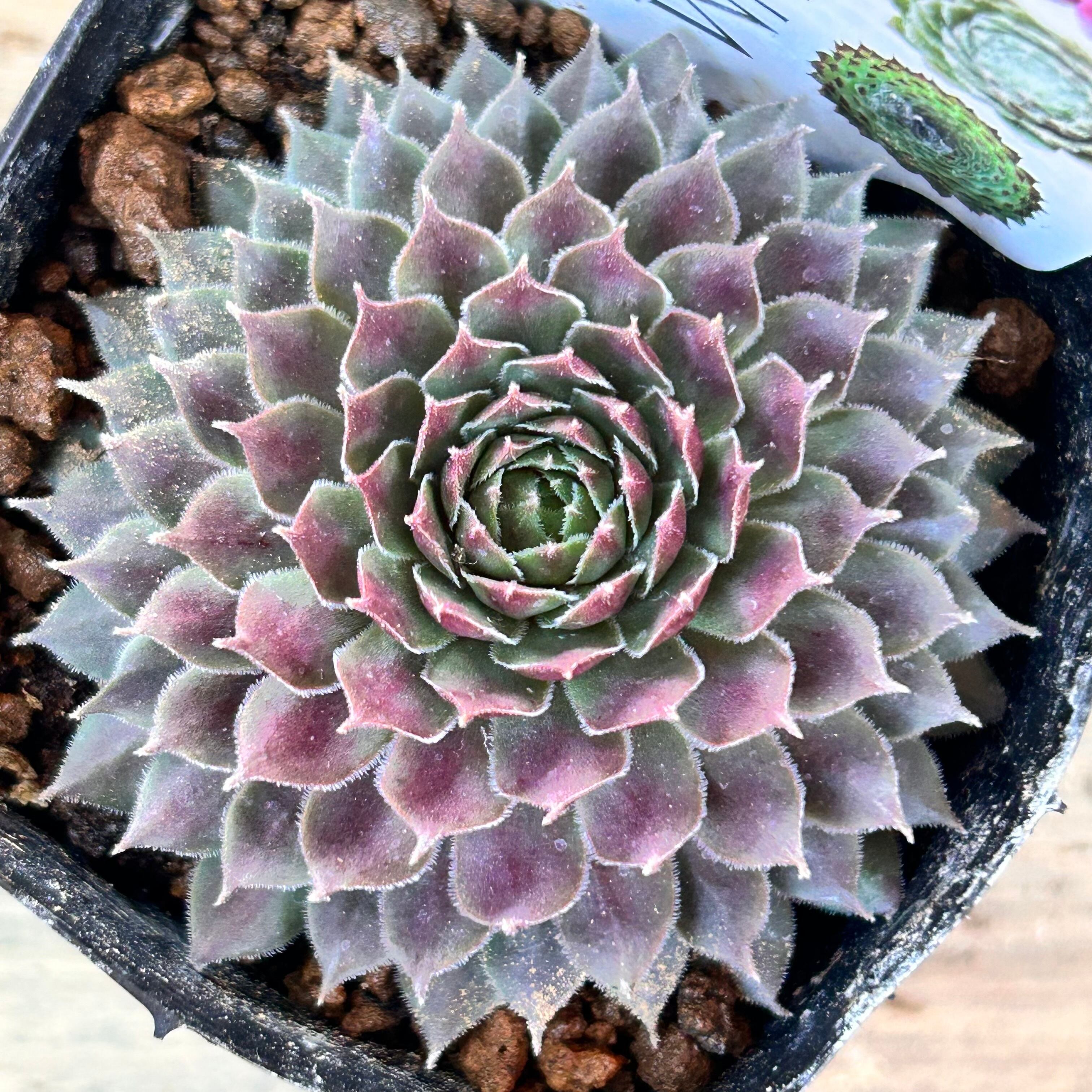 センペルビウム | RuPo 多肉植物専門店