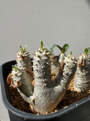 【ありがとう価格】Pachypodium Tackyi 【希少ハイブリッドバンザイSTYLE三頭・抜き苗配送】パキポディウム タッキー