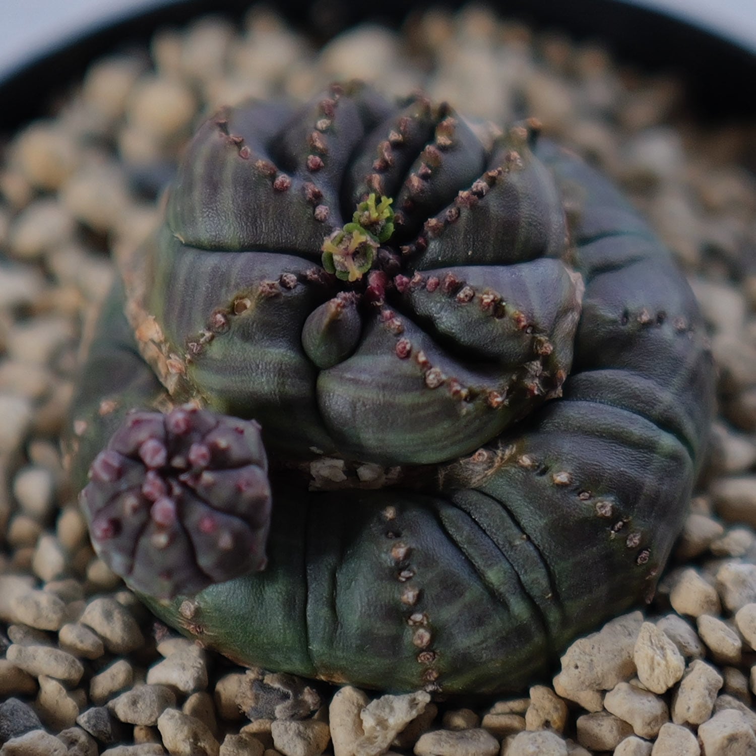 メス株 超扁平 仔吹き モンスト 捻じれ マイクロ オベサ