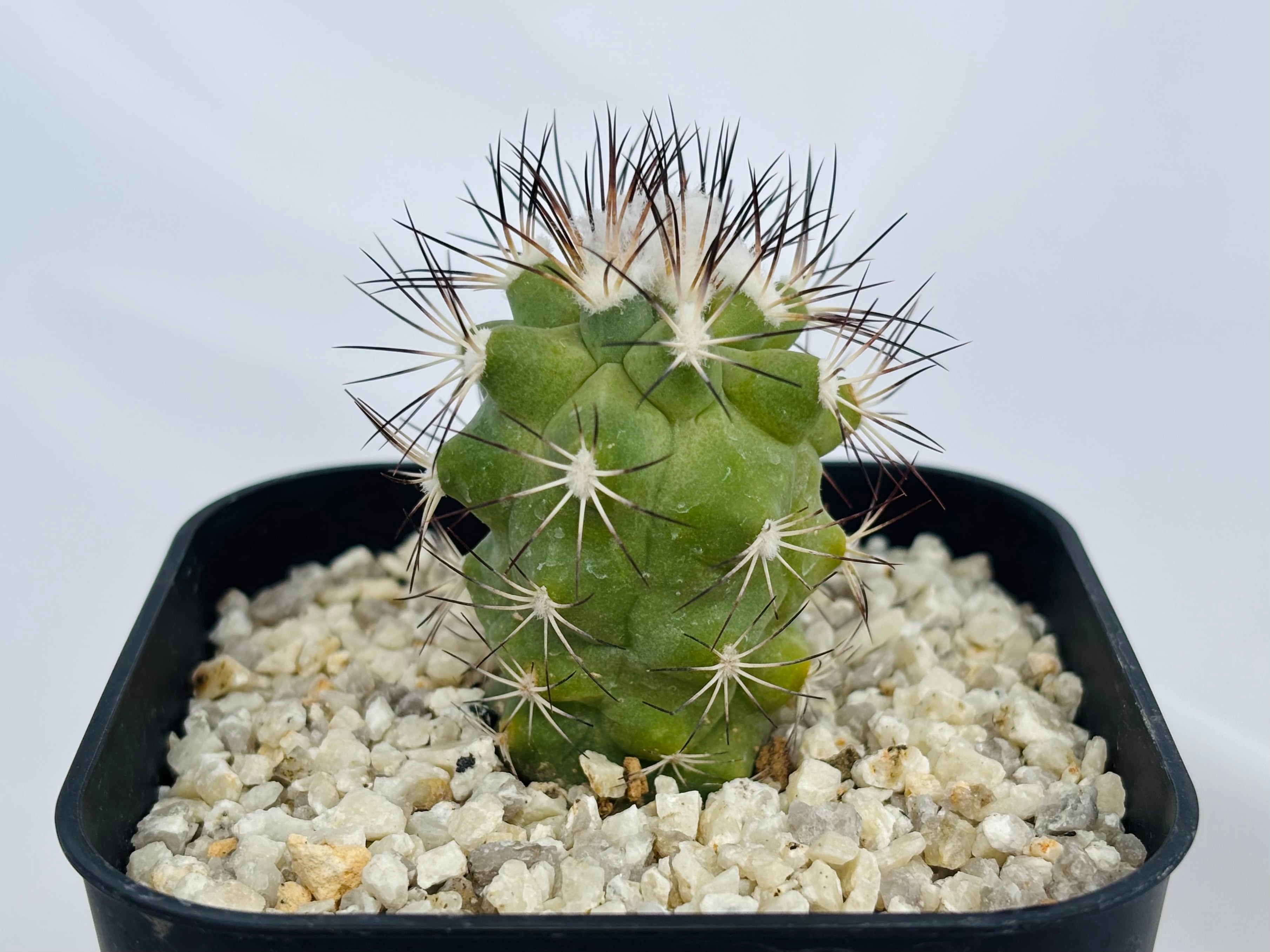 Gymnocactus gielsdorfianus ギムノカクタス 黒槍丸 サボテン | plants