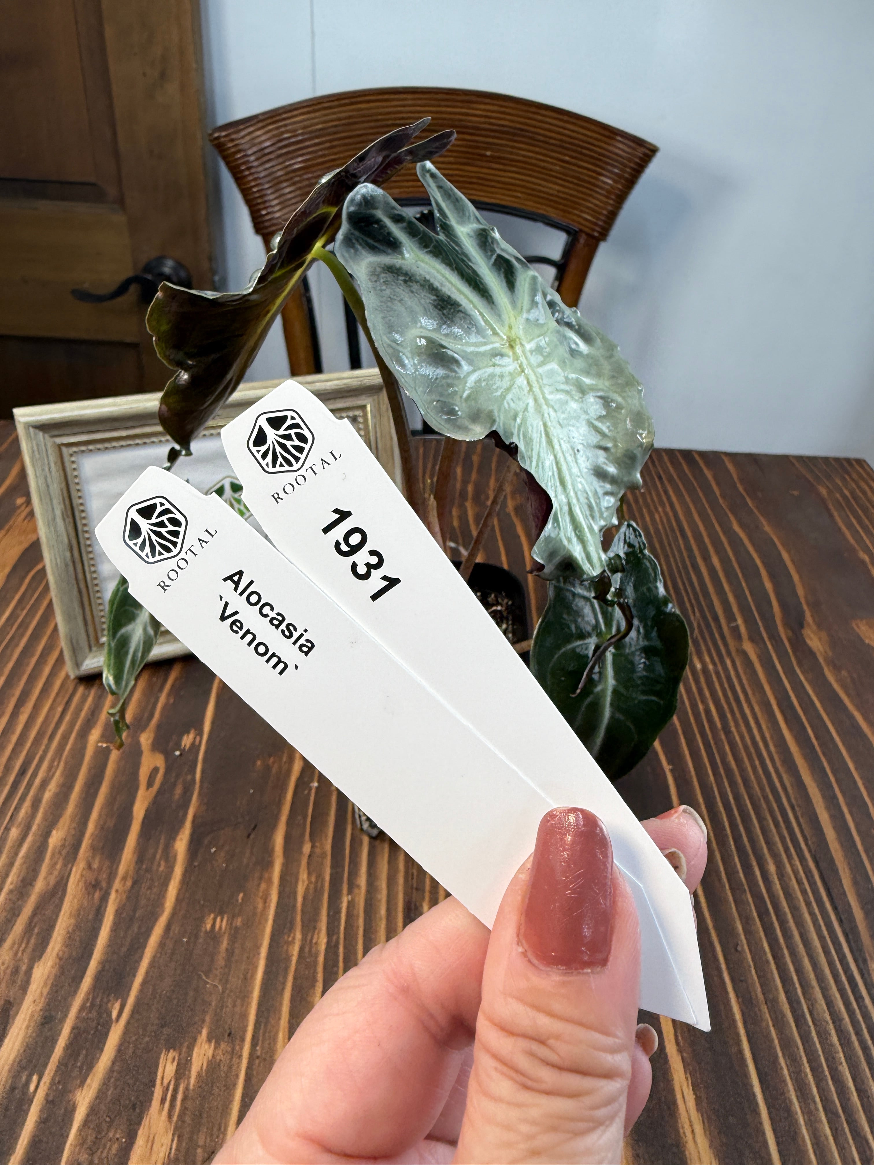 ★1931【希少種】アロカシア ヴェノム(2.5号ロング硬質ポット)※送料無料(一部除く)