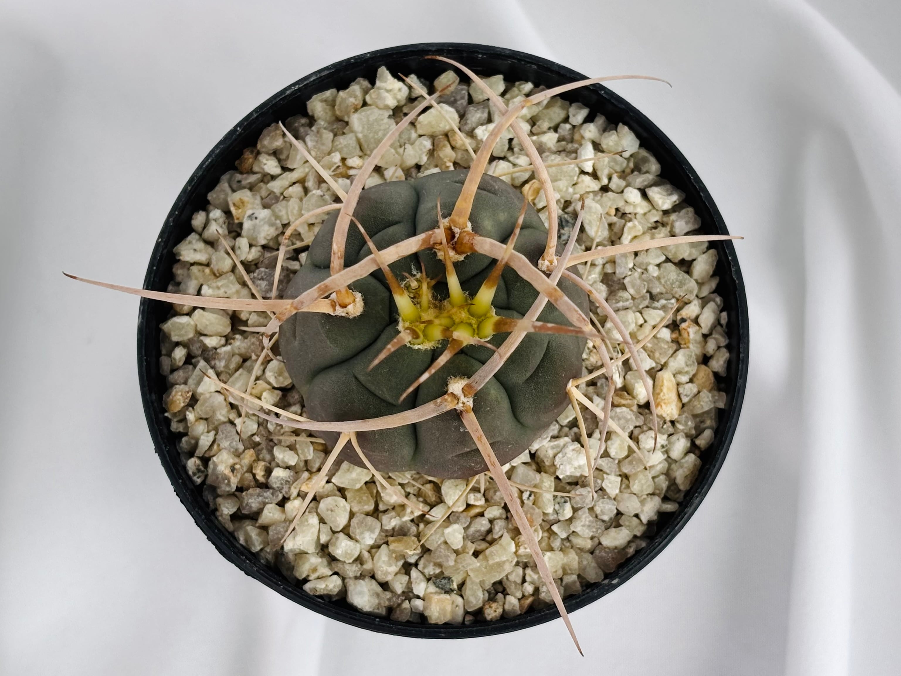 Gymnocalycium cardenasianum ギムノカリキウム 光琳玉 サボテン