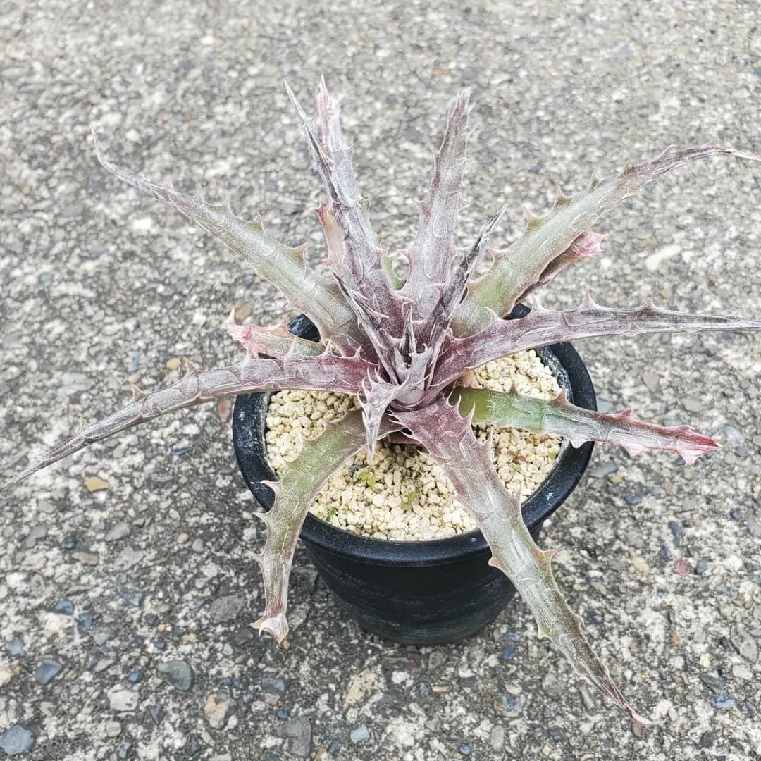 F00410_Dyckia 'Battle Axe'：ディッキア・バトルアクス（子株