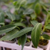Anthurium Warocqueanum / アンスリウム ワロクアーナム【お得なまとめ売り】