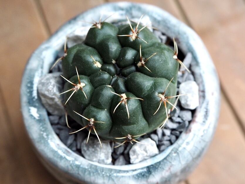 緋花玉 | 多肉植物デイジーアンドビー