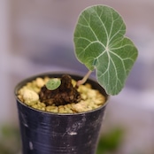 Stephania kaweesakii / ステファニア カウィーサキー㊹/ 観葉植物