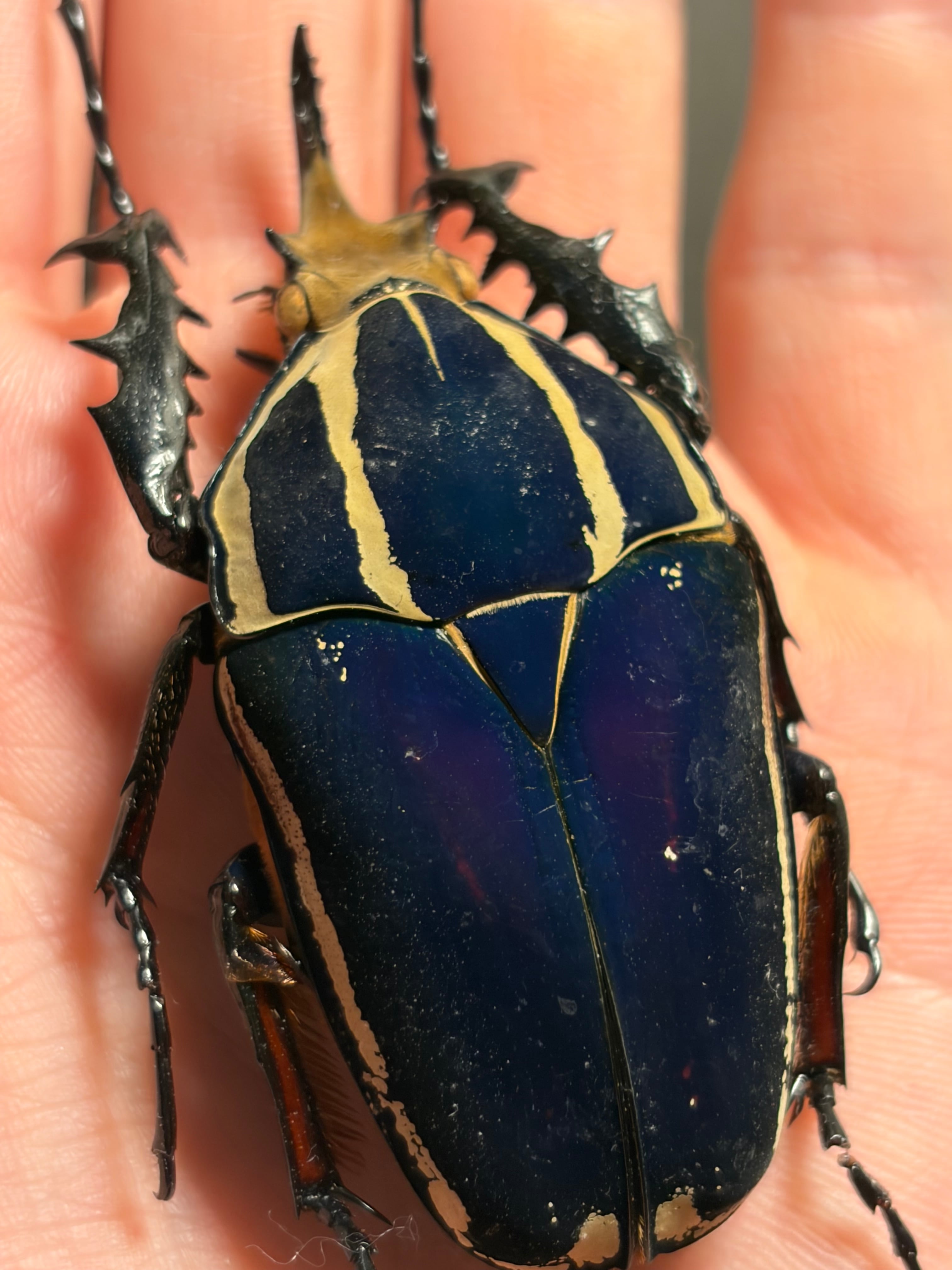 ♀】Marmessoidea sp.ピンクナナフシコノハムシカマキリマンティス昆虫
