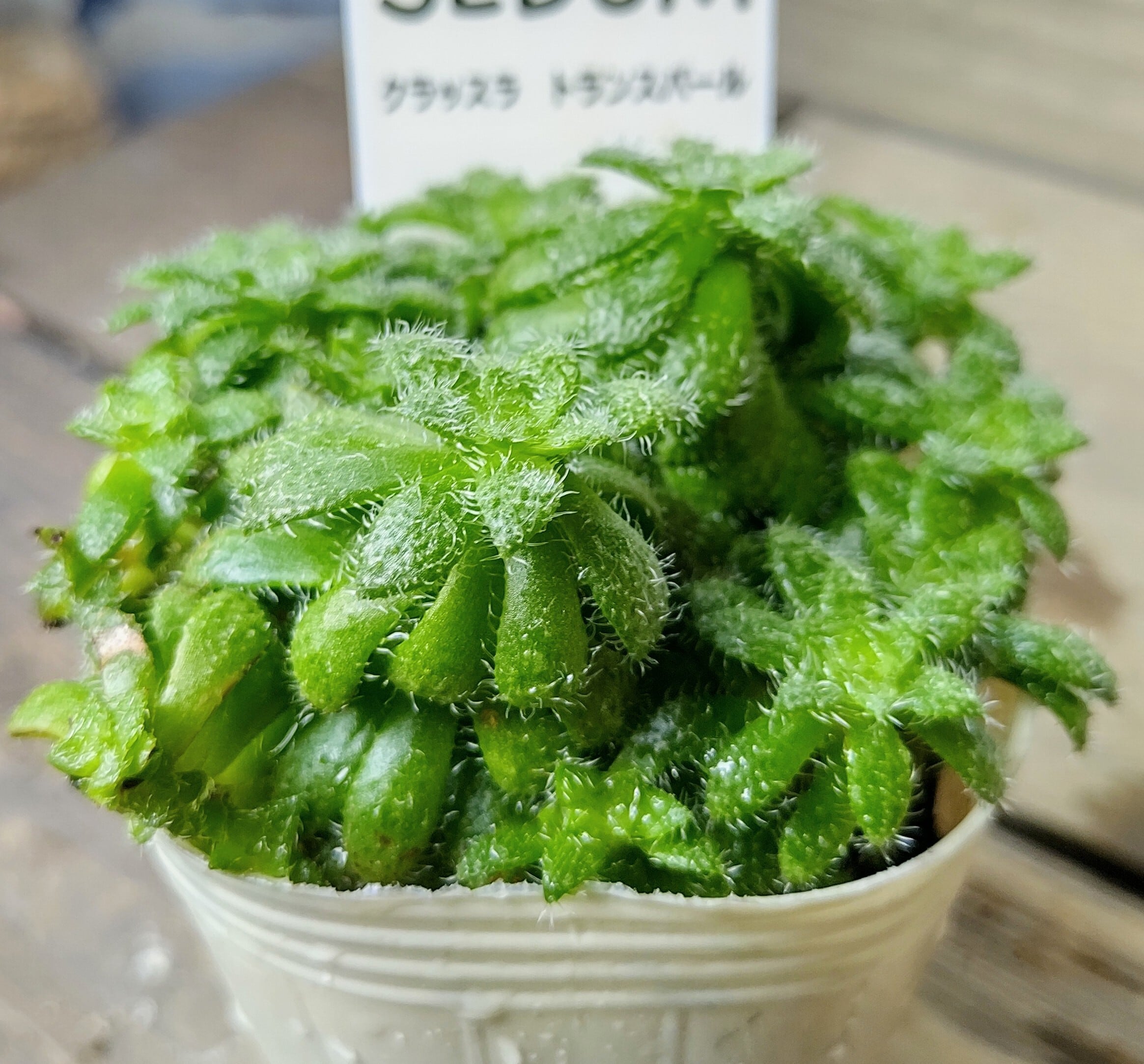 トランスパール(クラッスラ) | RuPo 多肉植物専門店