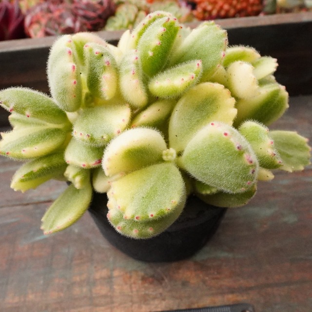 ※再入荷※【熊童子錦 1】斑入り　コチレドン　群生　韓国多肉