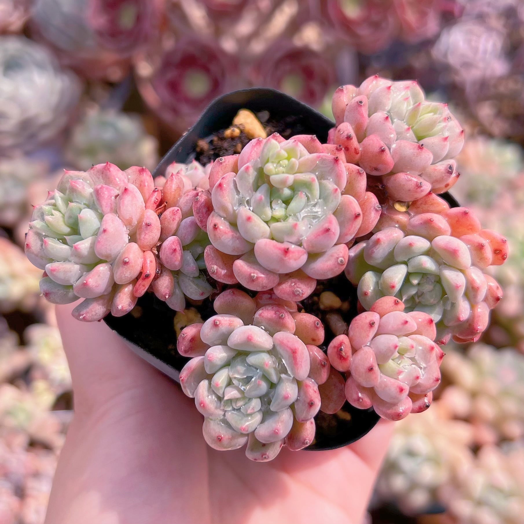 現品　スノーピーチ#C17　群生　るる農園