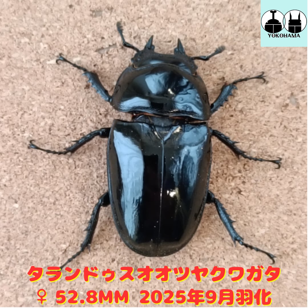 タランドゥスオオツヤクワガタ ♂ 74.3mm ♀ 52.8mm ペア タランドゥスオオツヤクワガタ ♂ 74.3mm ♀ 52.8mm ペア