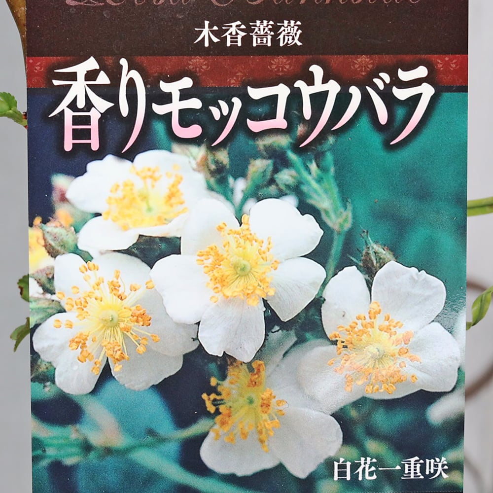 花木苗 香り モッコウバラ ホワイト 一重 6号 つるバラ 木香薔薇 花木