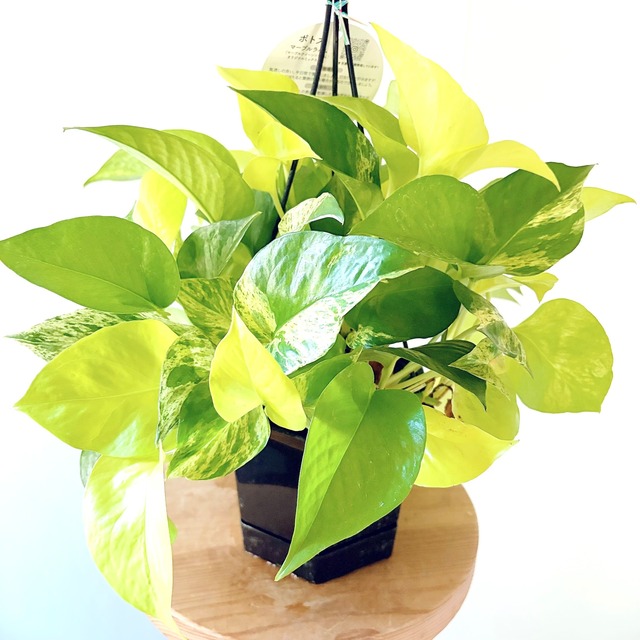 ポトス マーブル×ライム 寄せ植え 5号吊り鉢