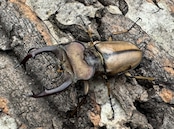 【WD】《デラバイミヤマ 47mm B品ペア》