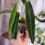アンスリウム ワロクアーナム / Anthurium Warocqueanum㉖ / 観葉植物<育て方・花言葉>