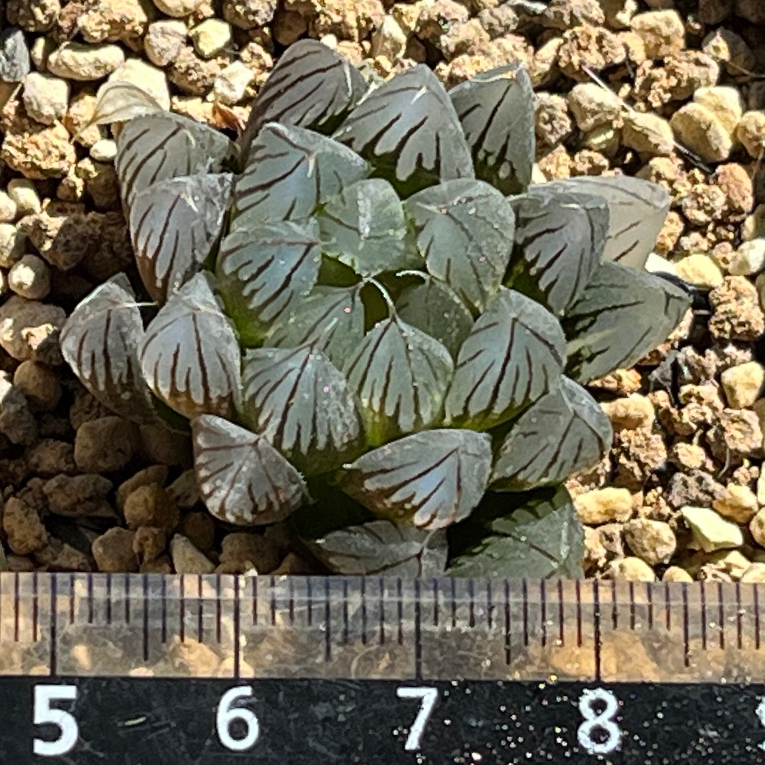 ハオルチア 黒玉露錦 霓虹灯 | mocono_plants