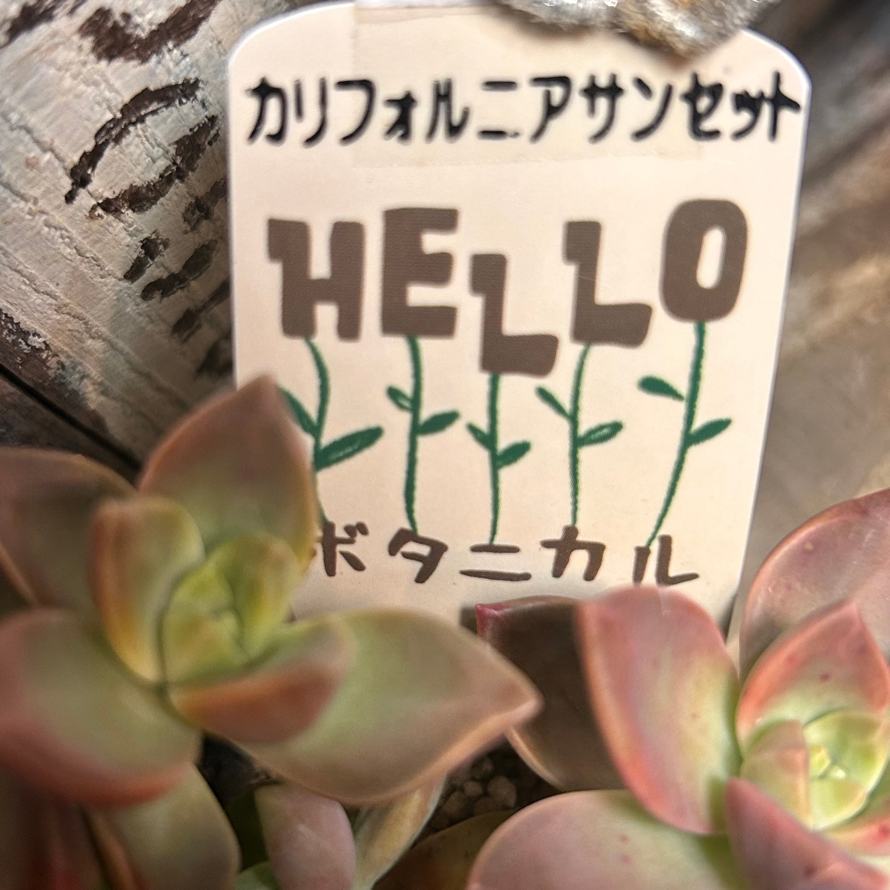 B)もりもり‼️カリフォルニアサンセット | RuPo 多肉植物専門店