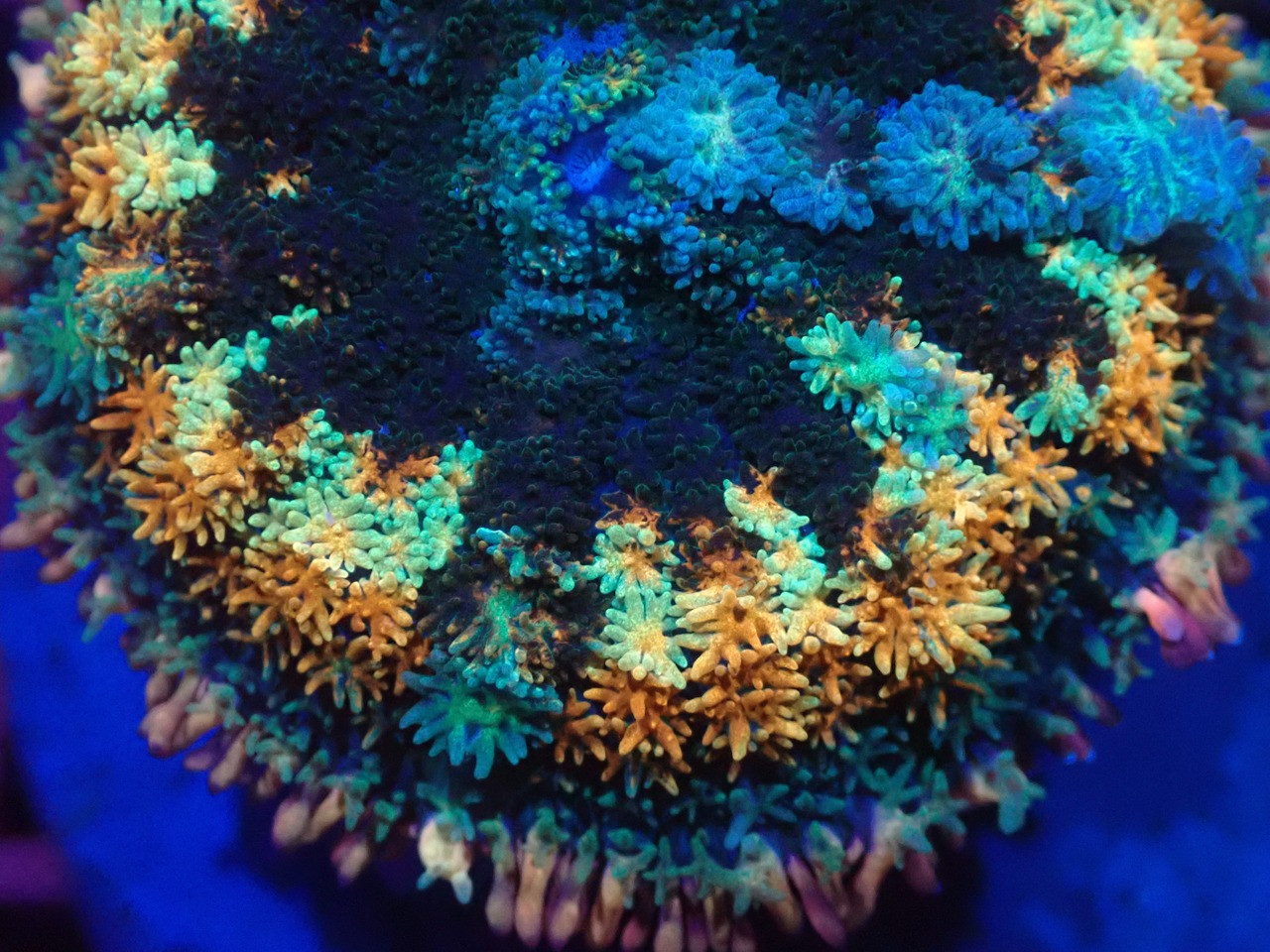 FrankensteinMushroom