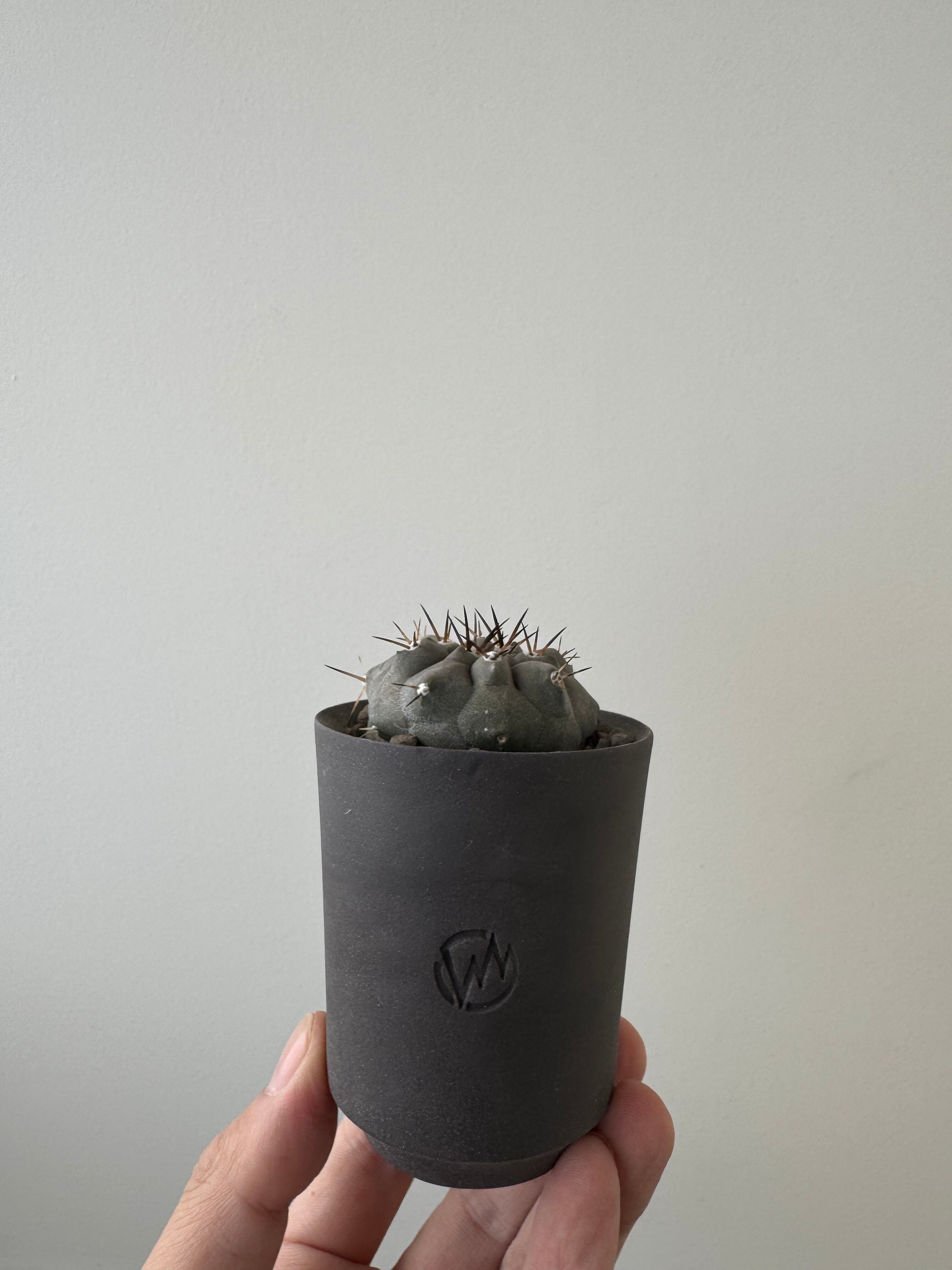 【扁平の良型】Copiapoa cinerea × VALIEM GHOST 3【俺の黒王丸】コピアポアシネレア