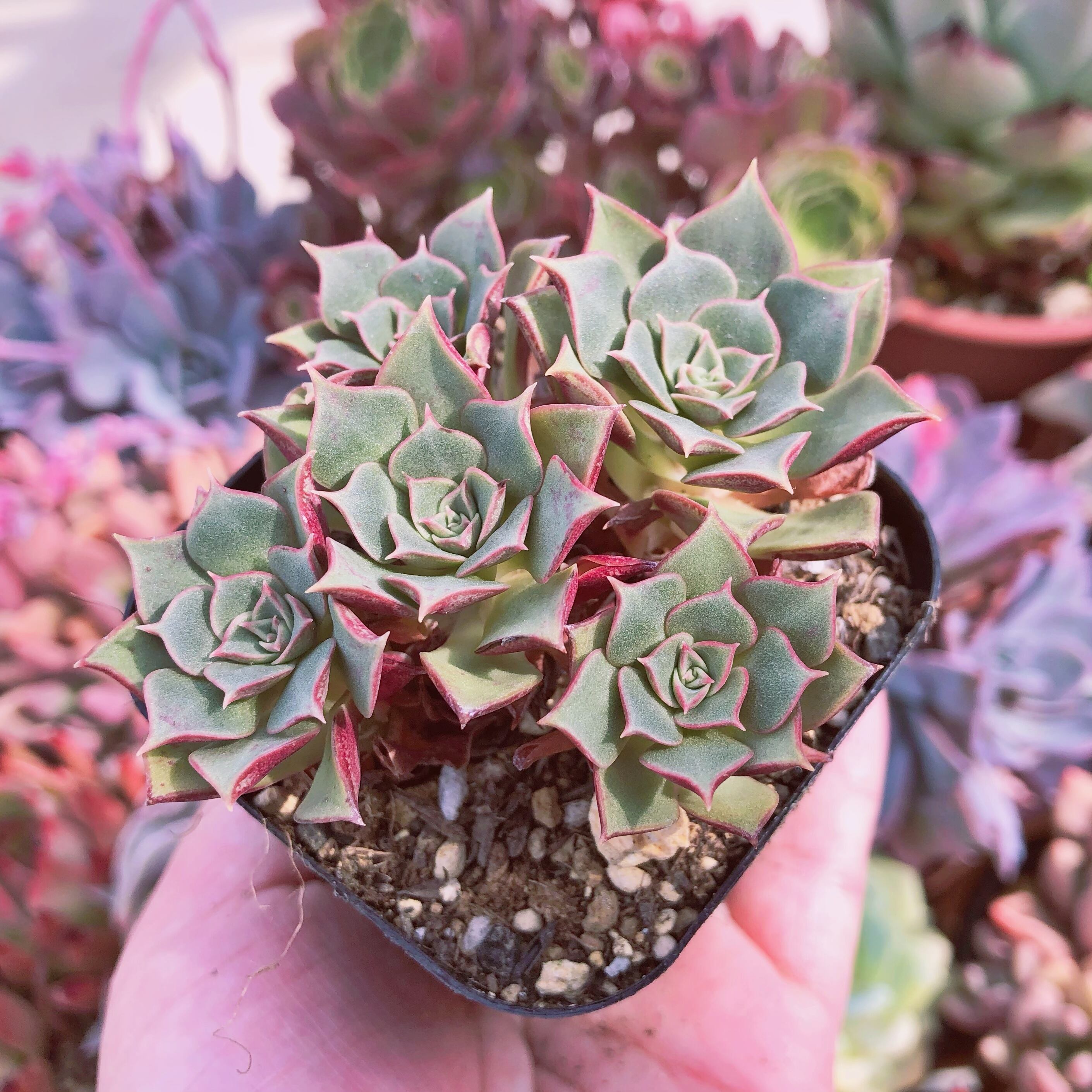 多肉植物　ロンギシマ　3～5頭　群生　