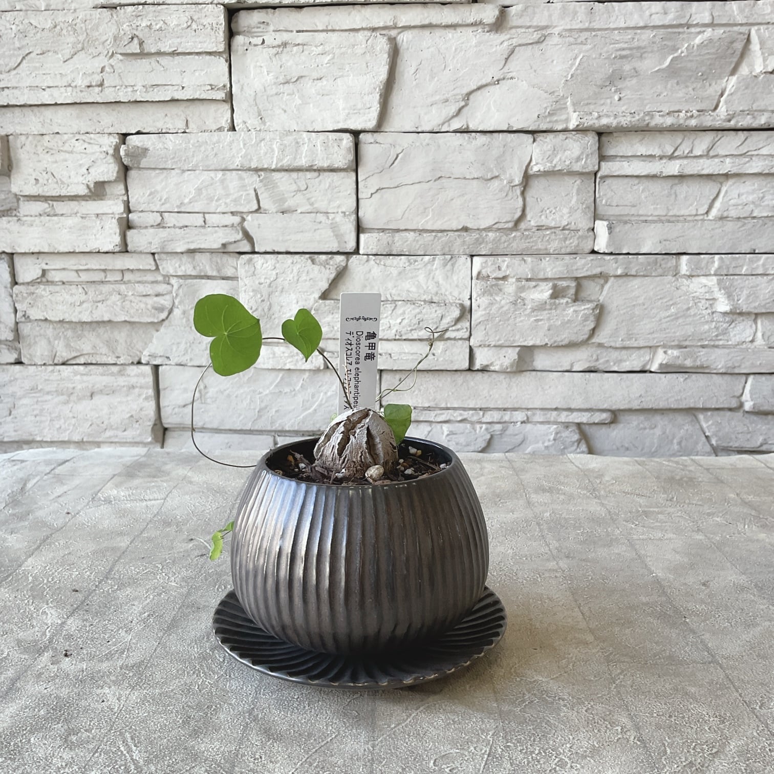 送料無料】胡蝶蘭マザーチーク 5寸鉢 | 橋本種苗園