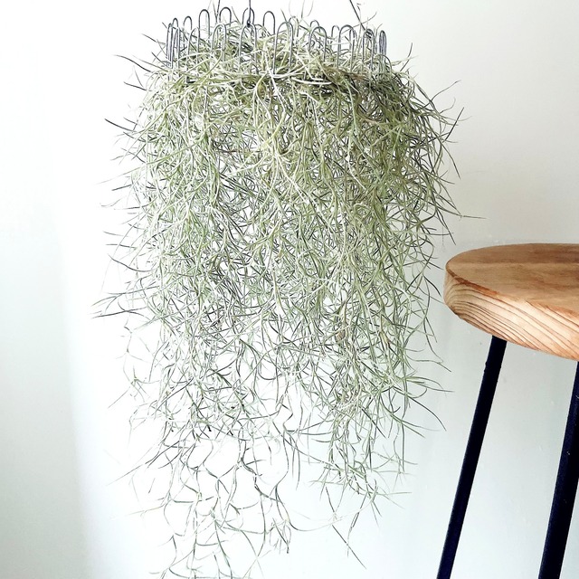 チランジア ウスネオイデス スパニッシュモス ループハンガー 観葉植物 calm cafe